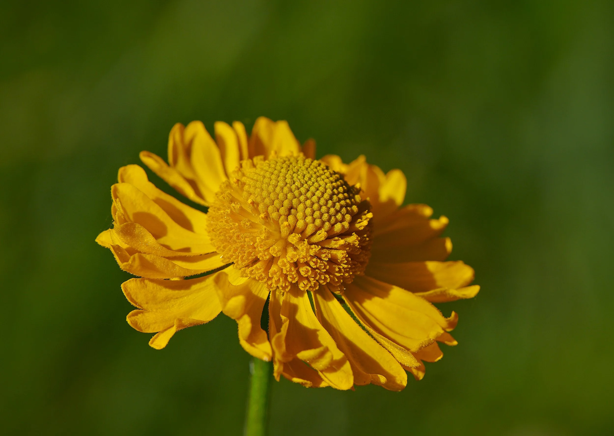 carmen flower 2.jpg