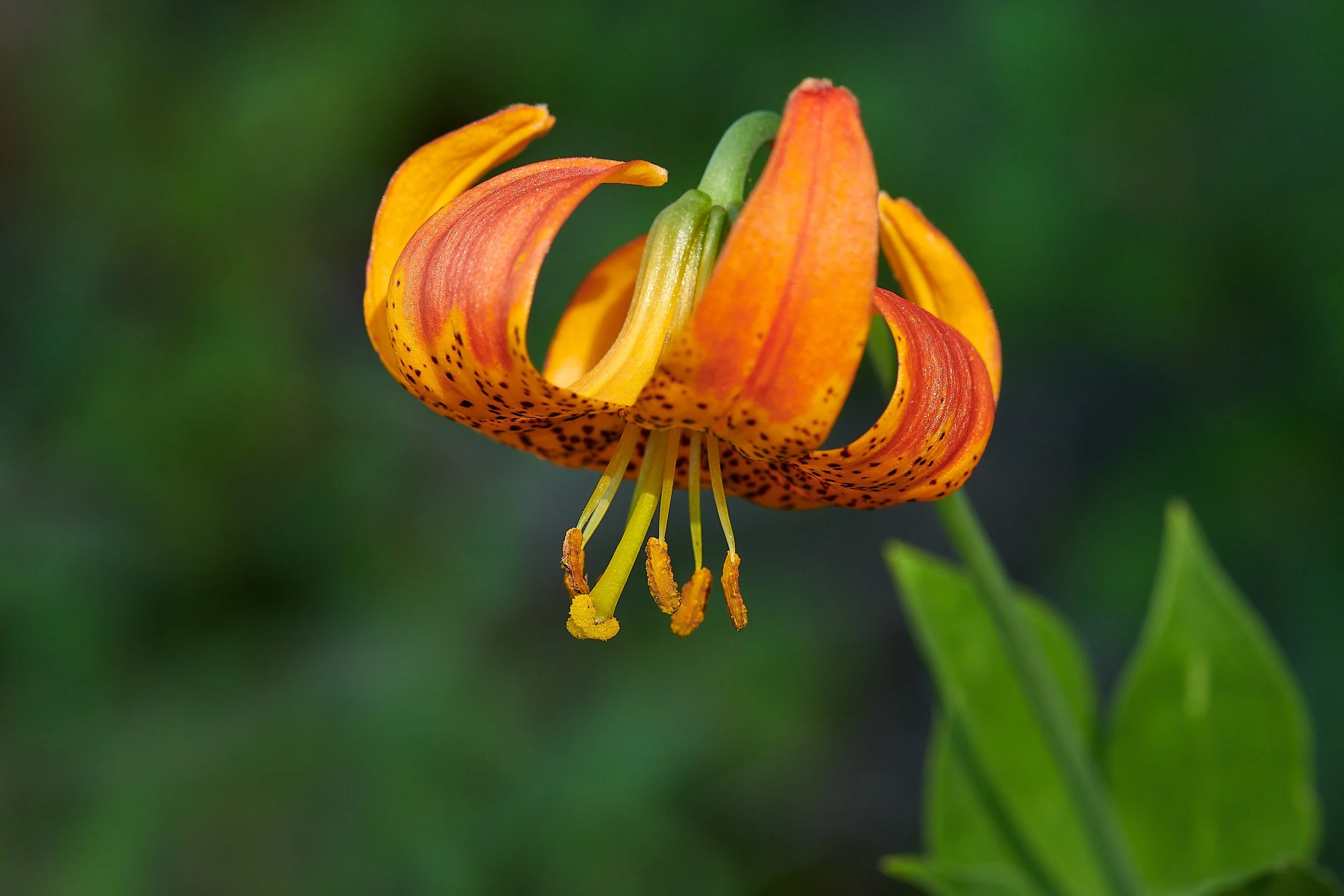 carmen flower 3.jpg