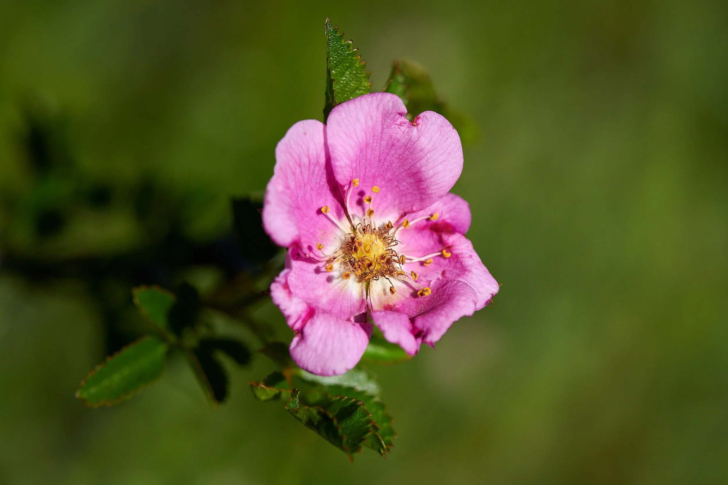carmen flower 4.jpg