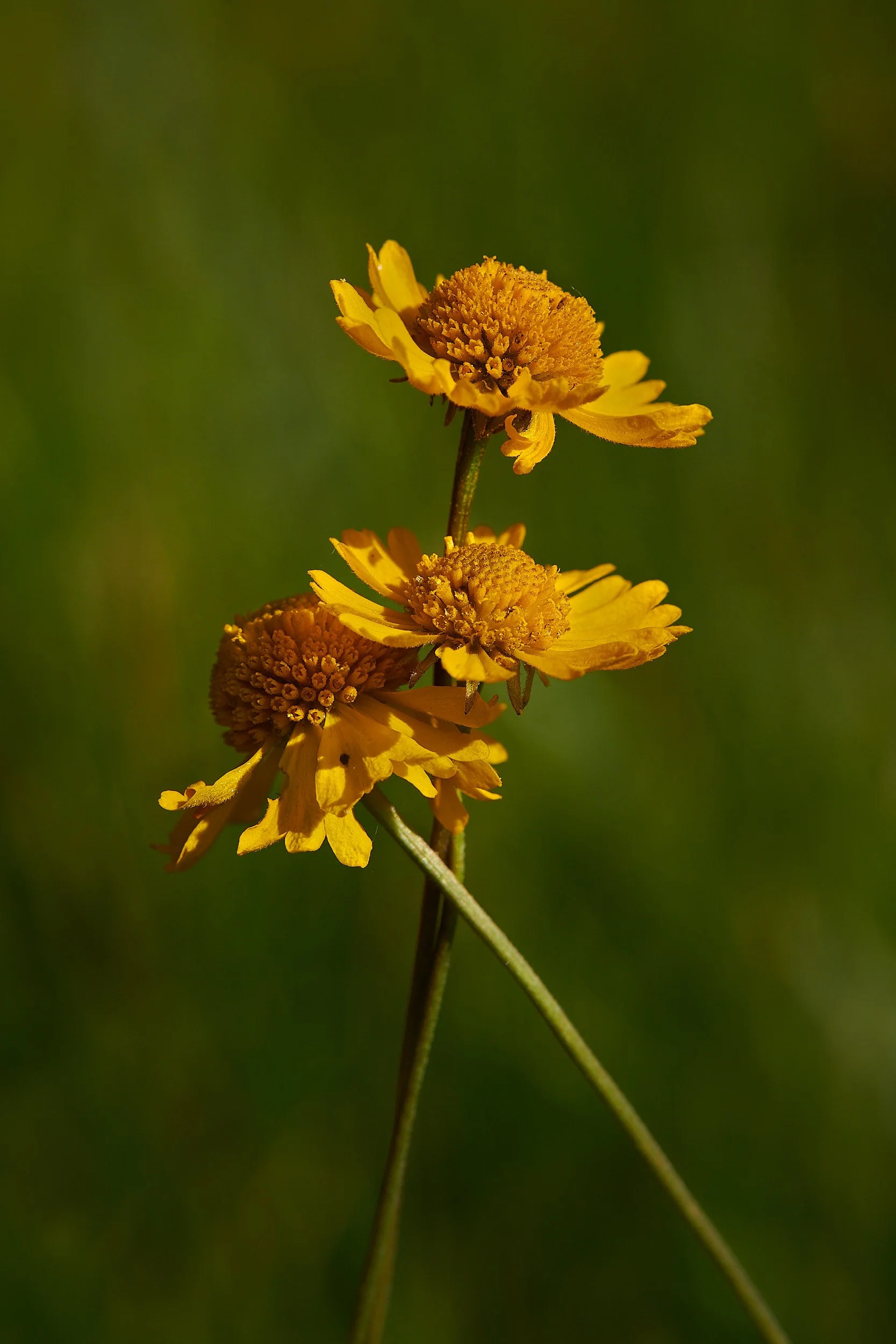 carmen flower 1.jpg