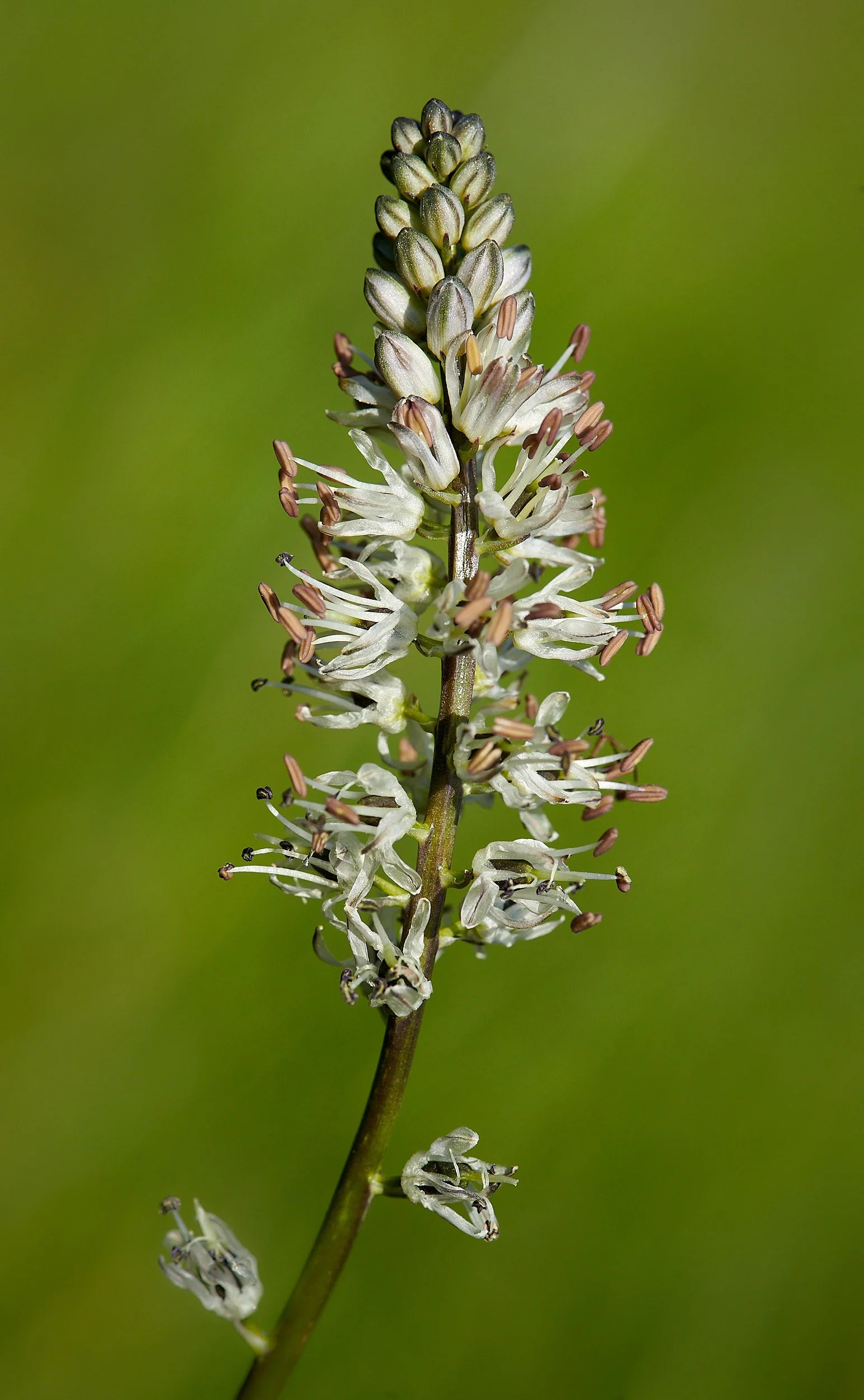 carmen flower 5.jpg