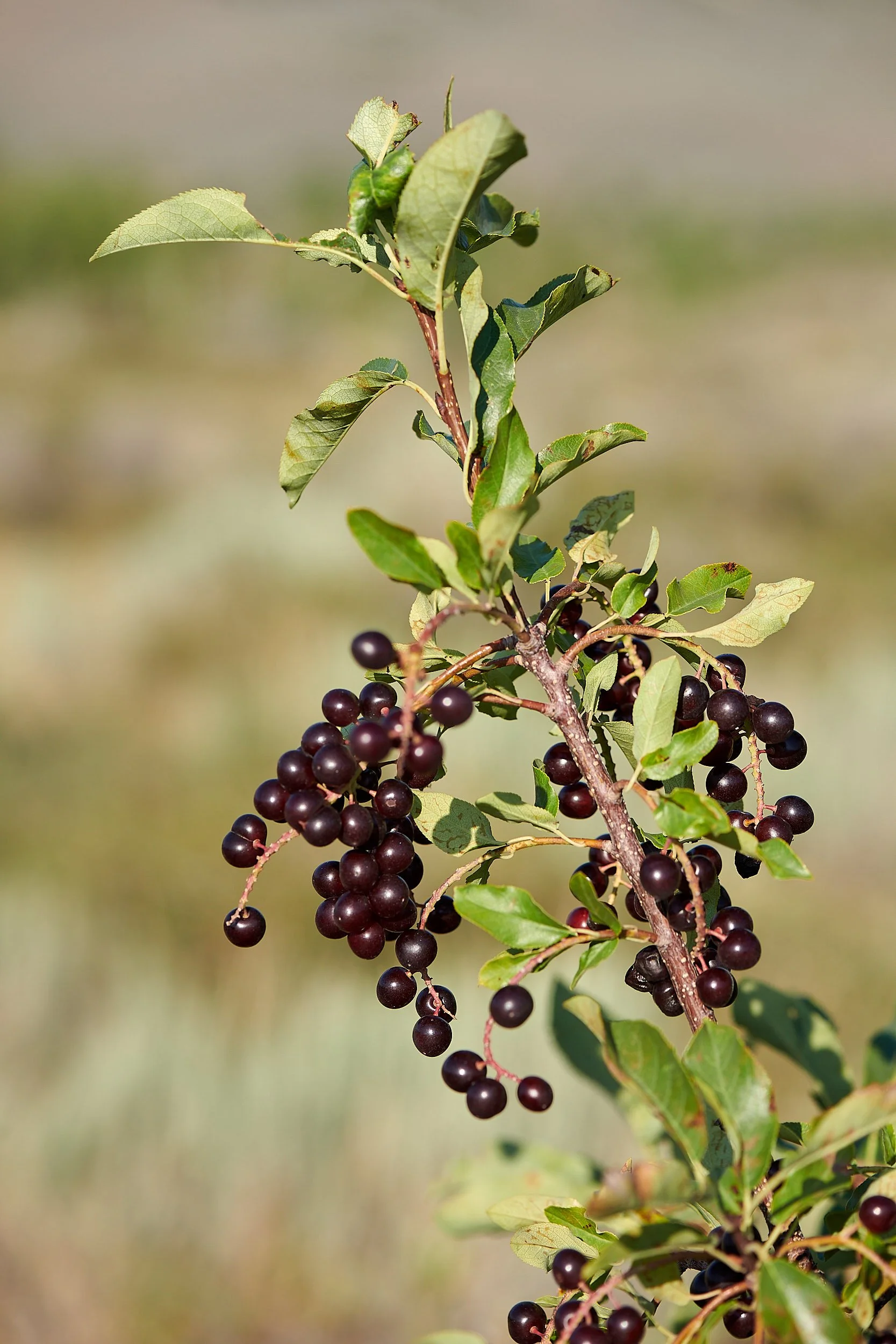 Angel camp berry V.jpg