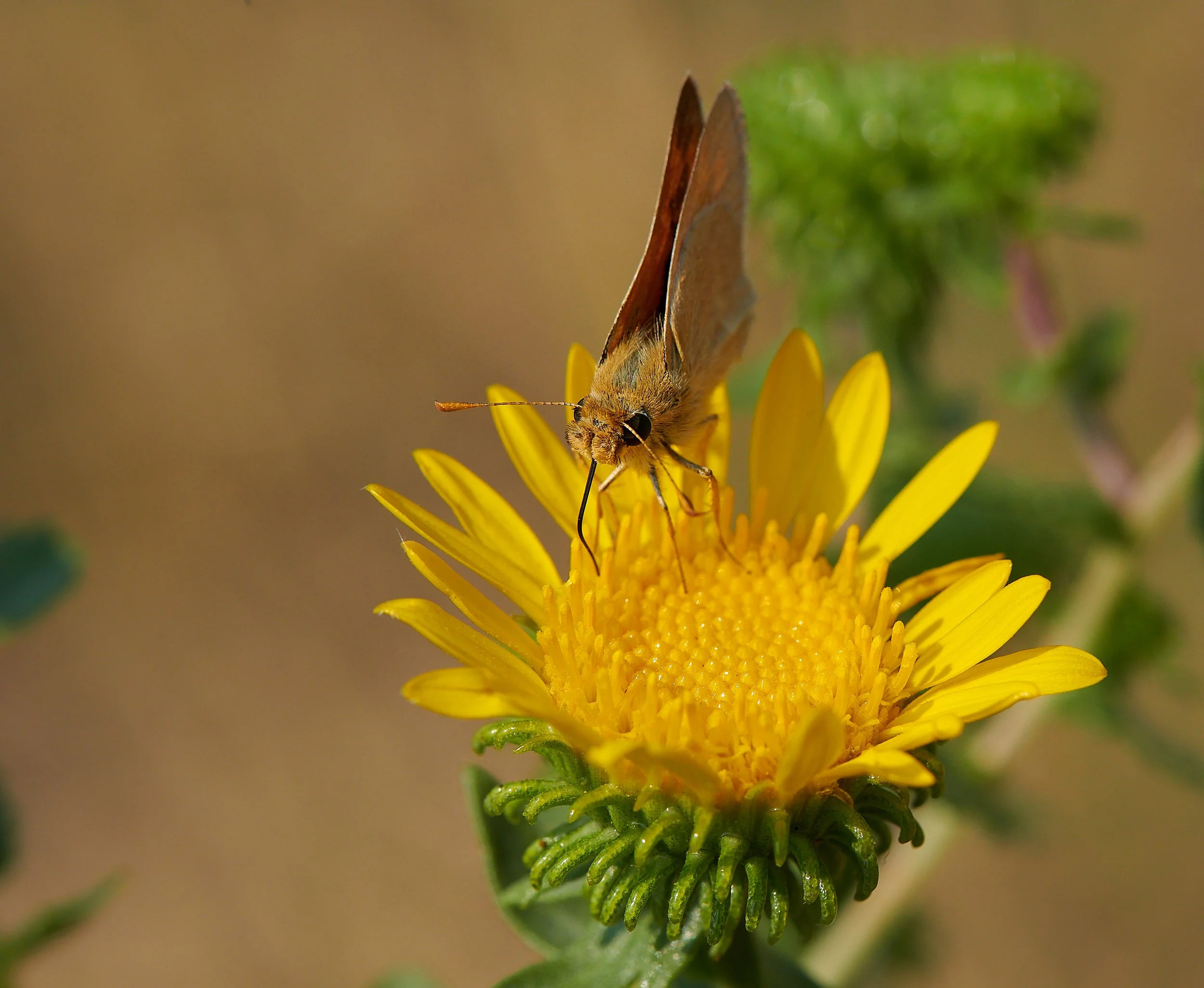 Angel camp butterfly H.jpg