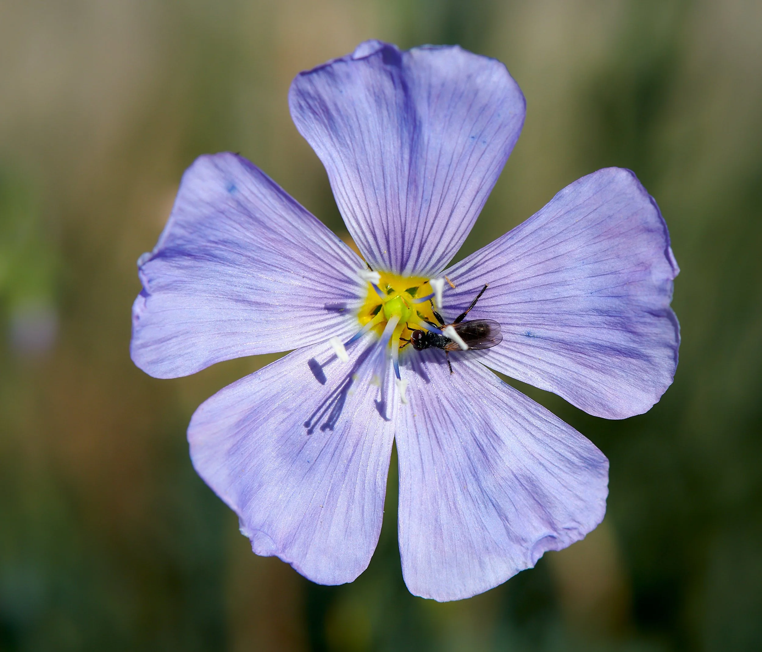 Angel camp flower H.jpg
