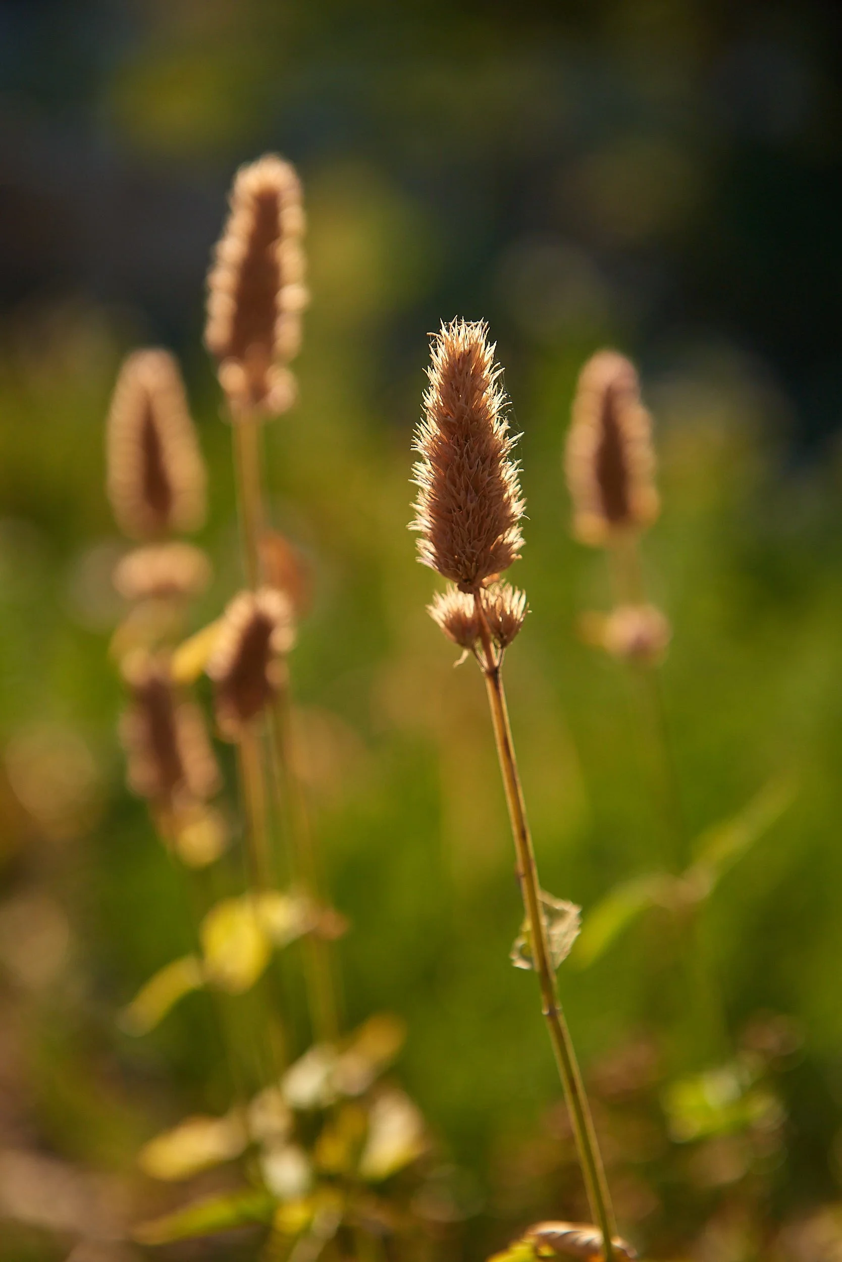 Cleveland rush V.jpg