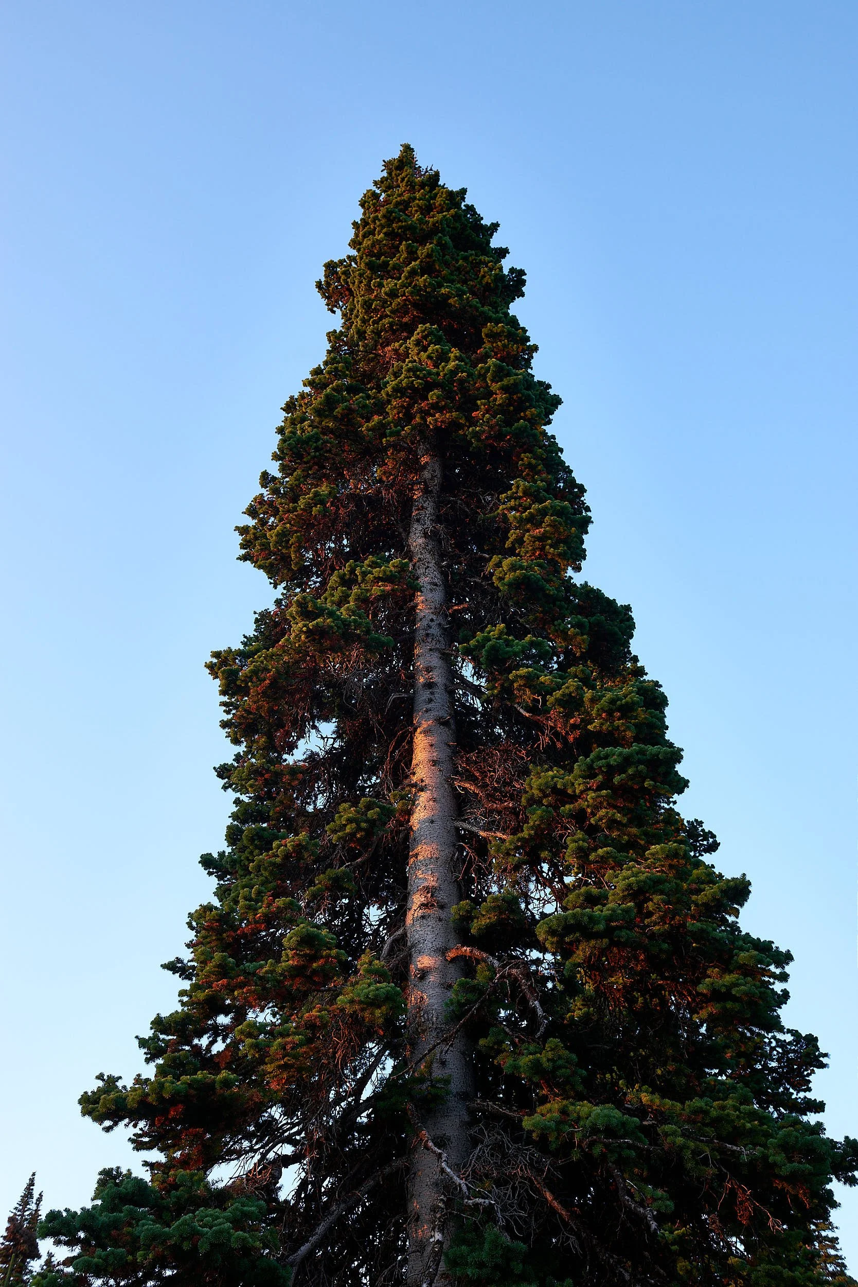 Cleveland tree V.jpg