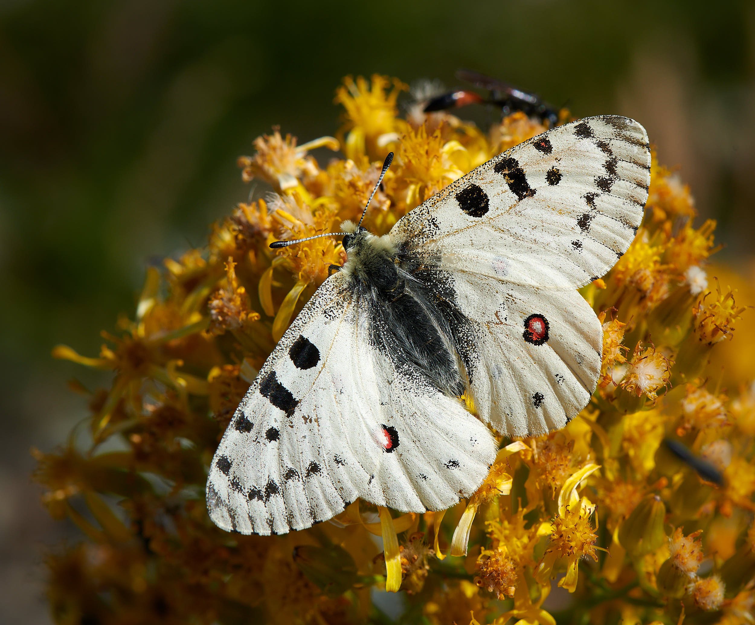 Harrison butterfly H.jpg