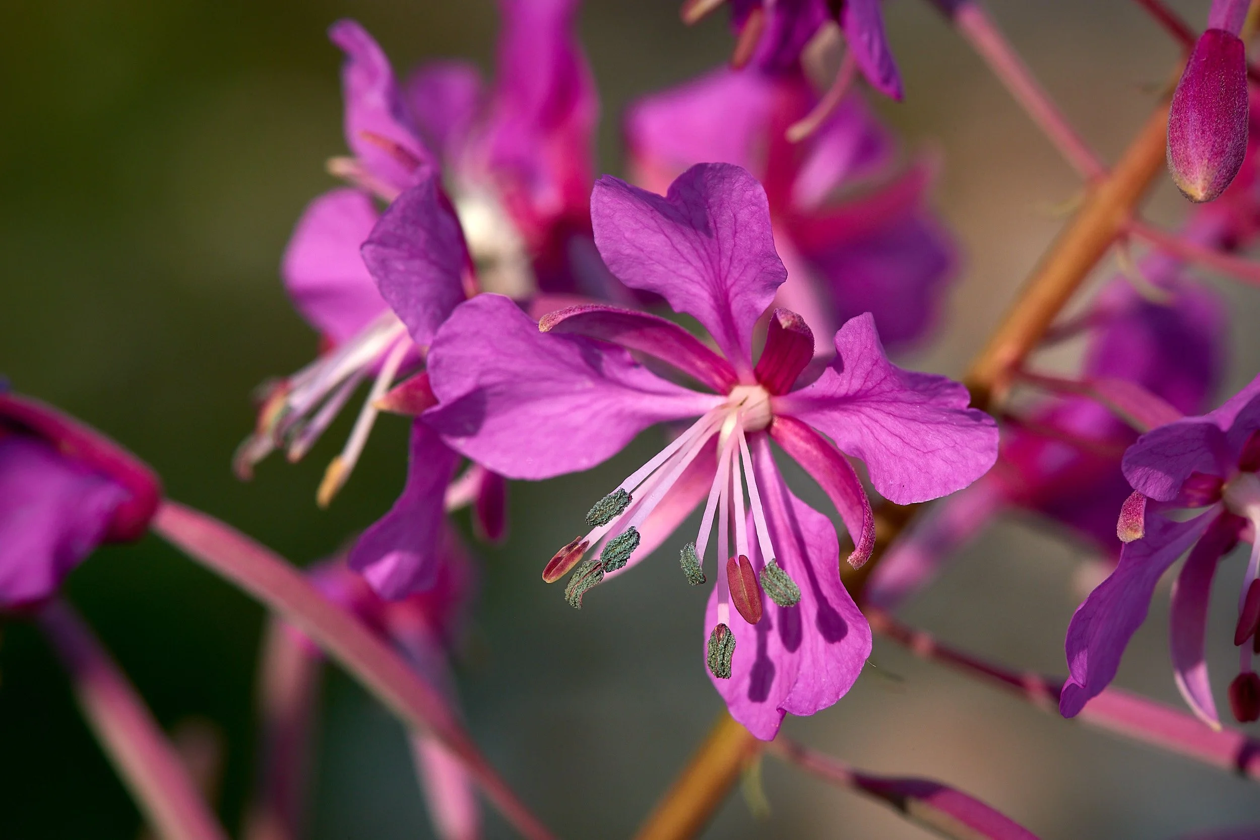 Bowns flower3 H.jpg