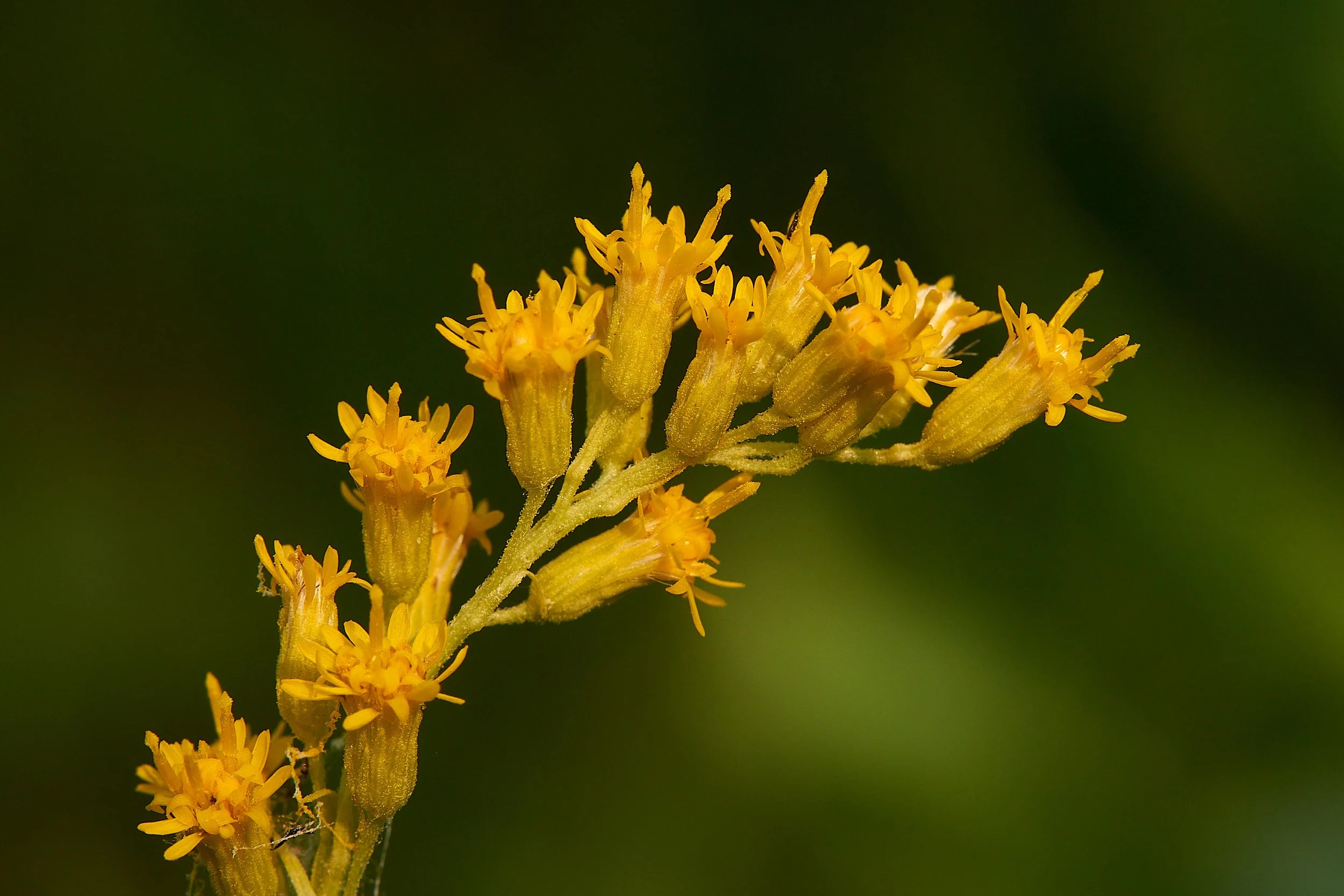 Bowns flower1 H.jpg