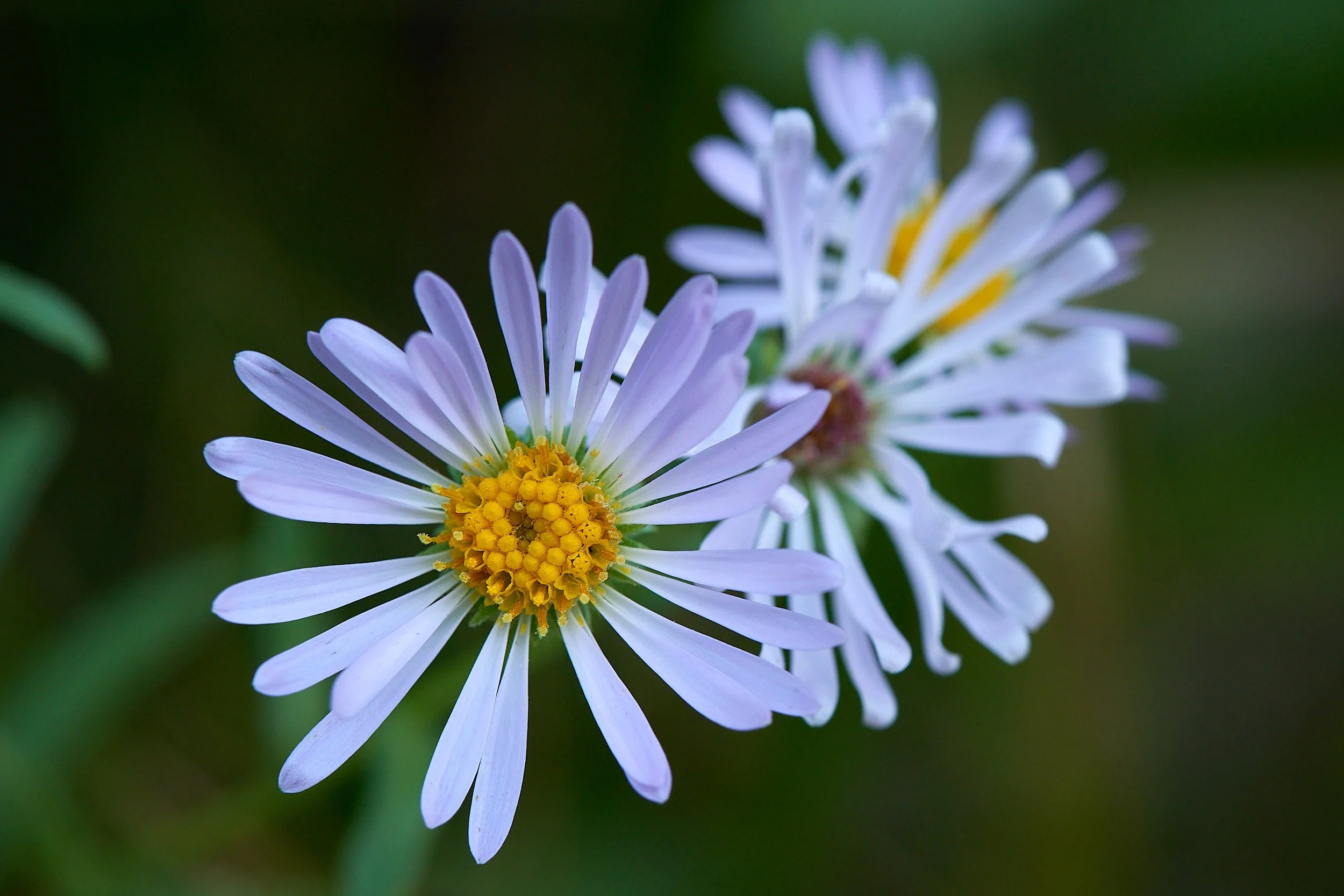 Bowns flower4 H.jpg