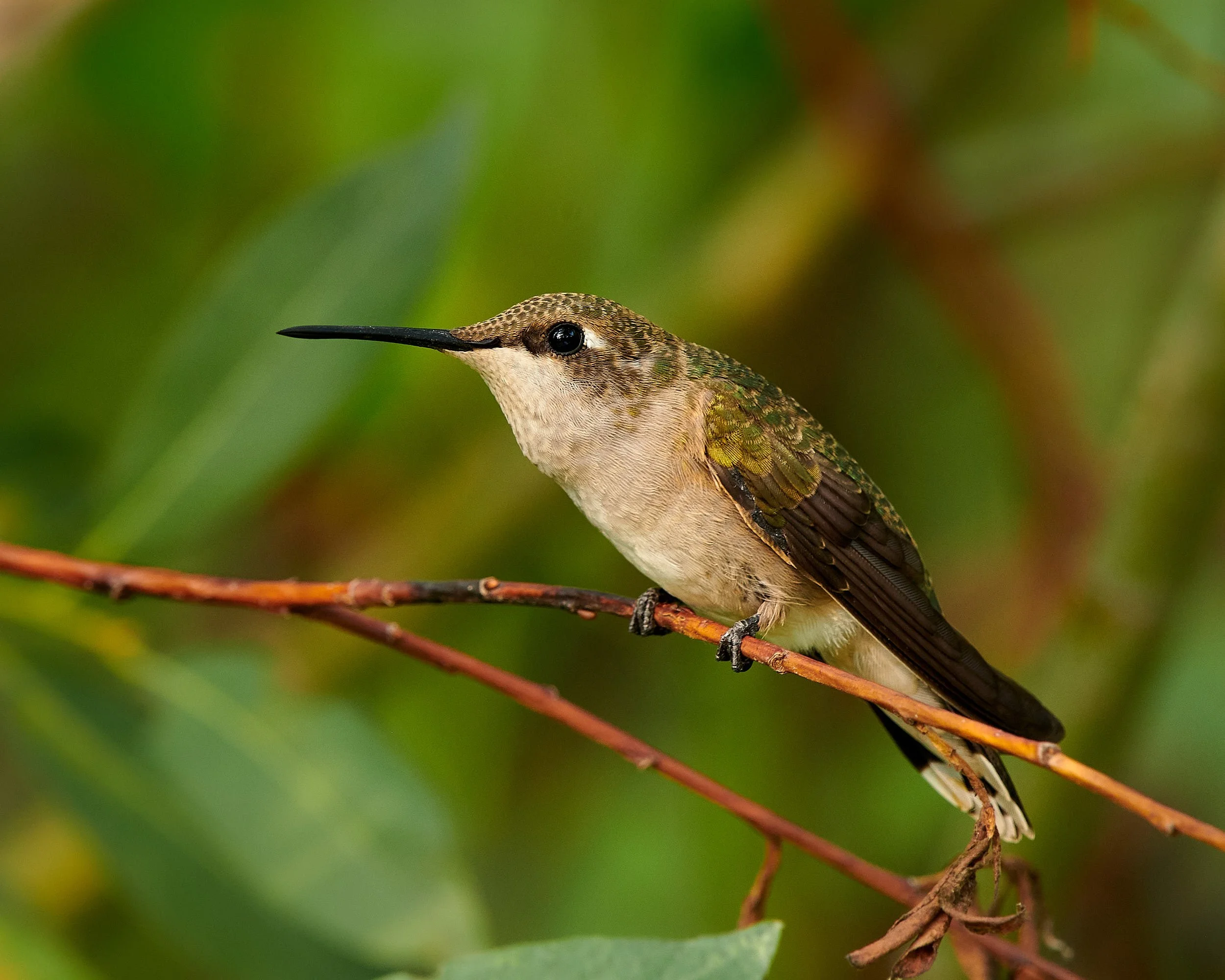 Bowns hummer1 H.jpg