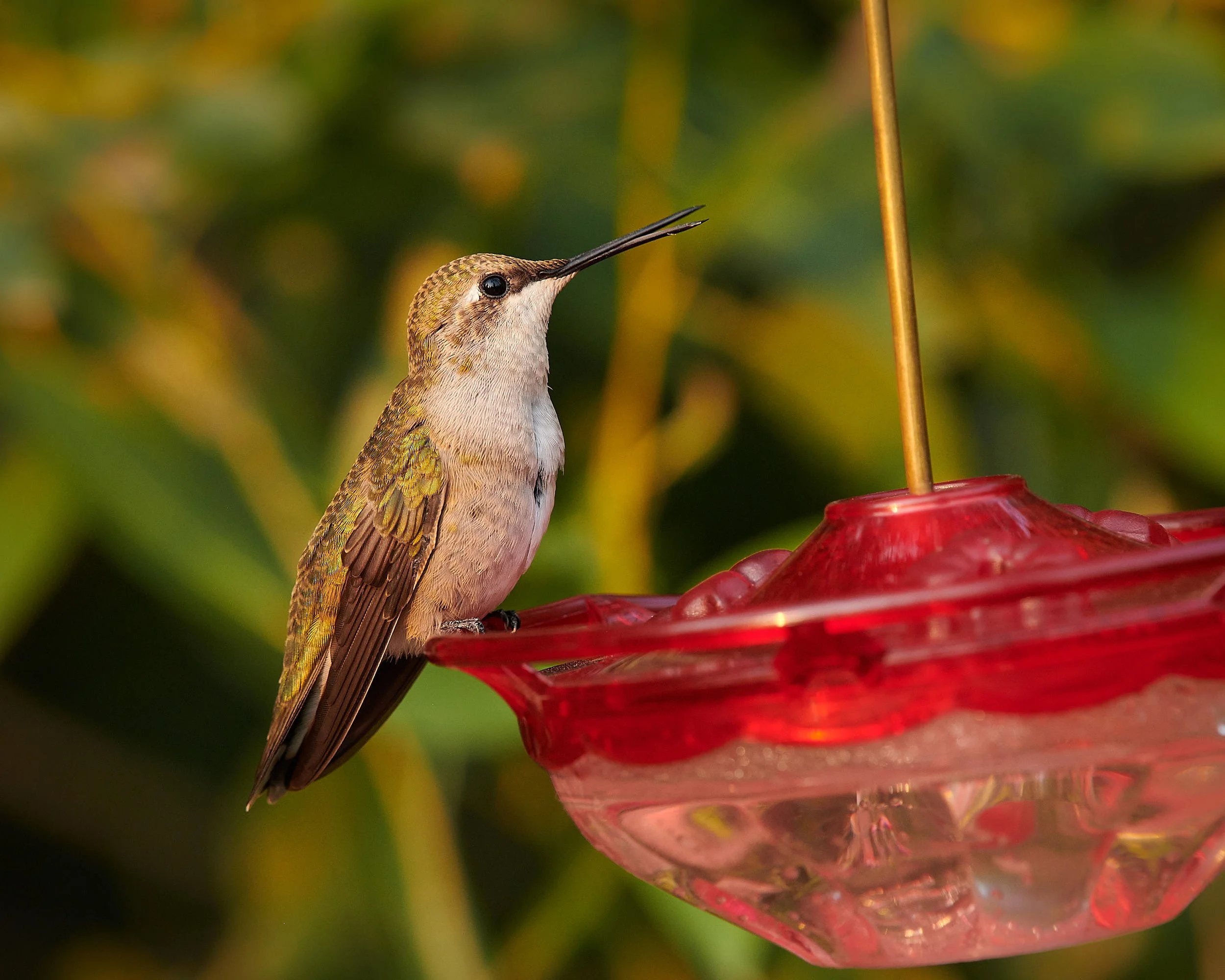Bowns hummer2 H.jpg