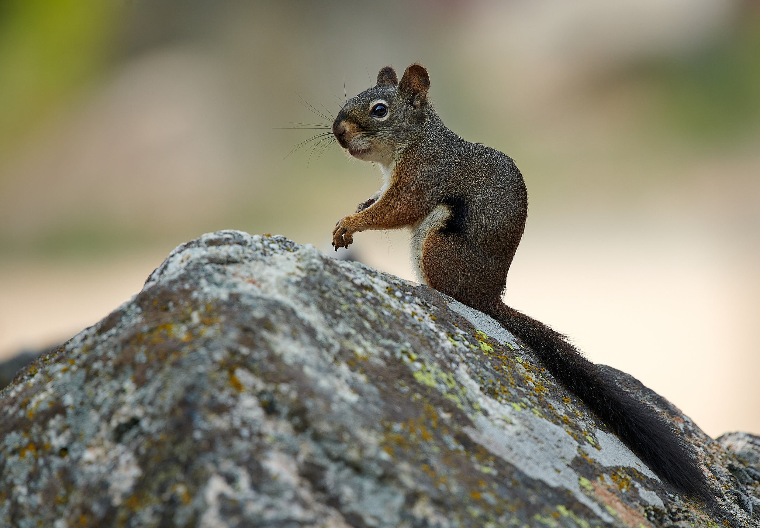 Bowns squirrel H.jpg