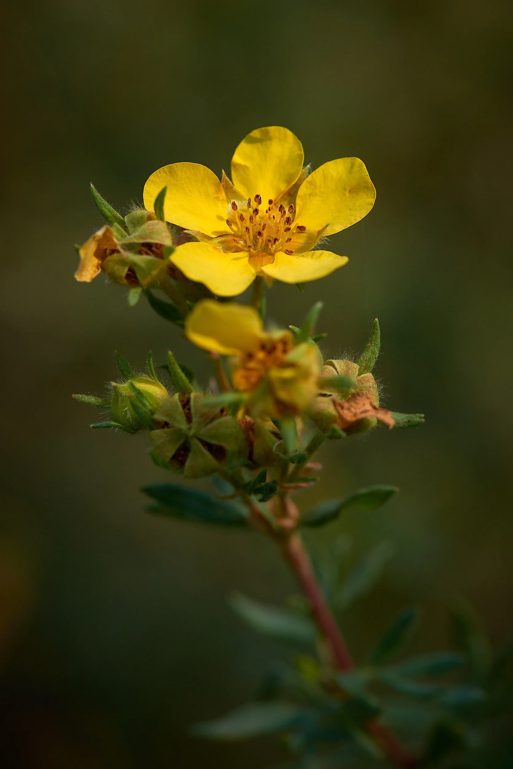 Bowns flower2 V.jpg