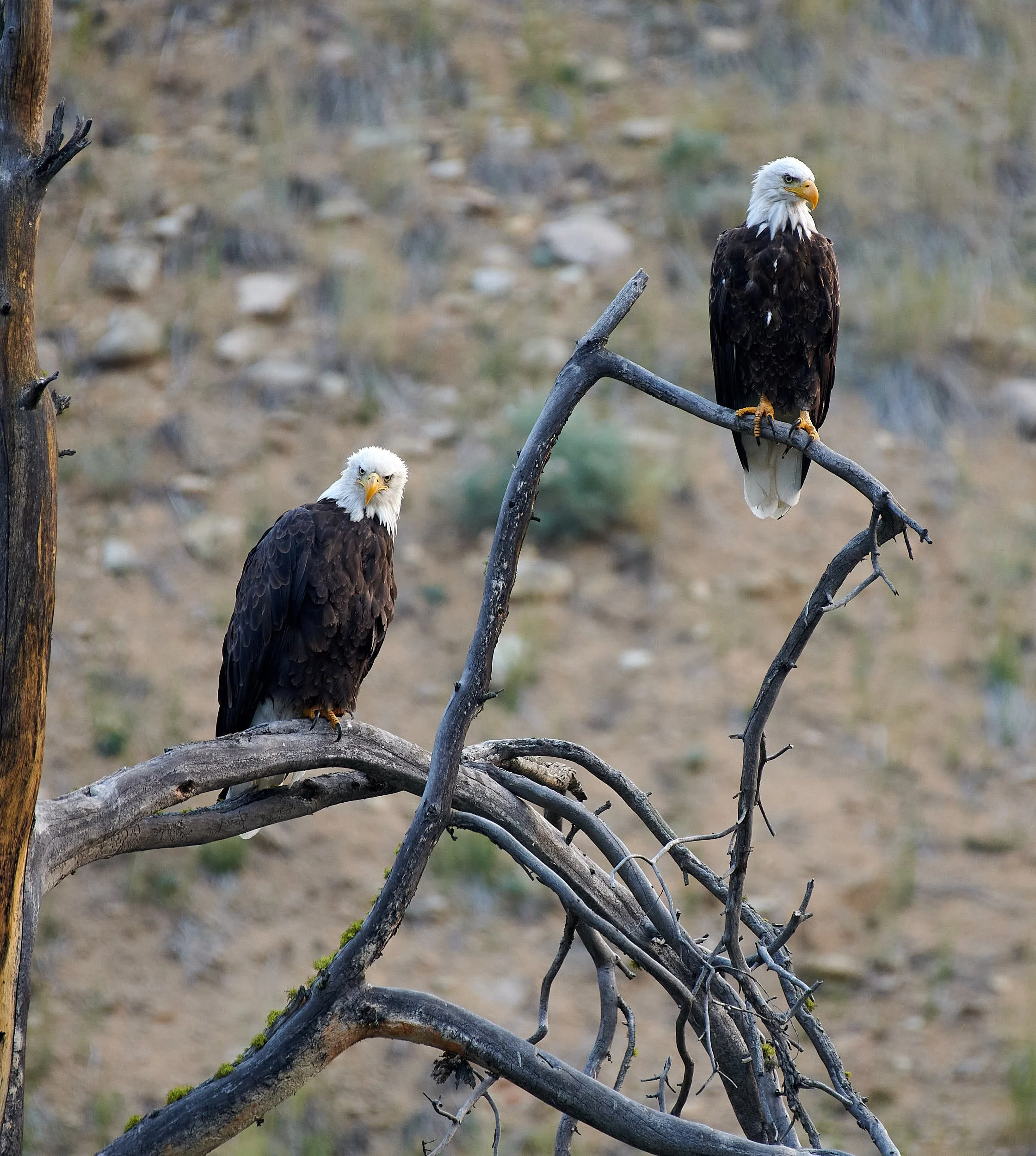 Bowns eagle V.jpg