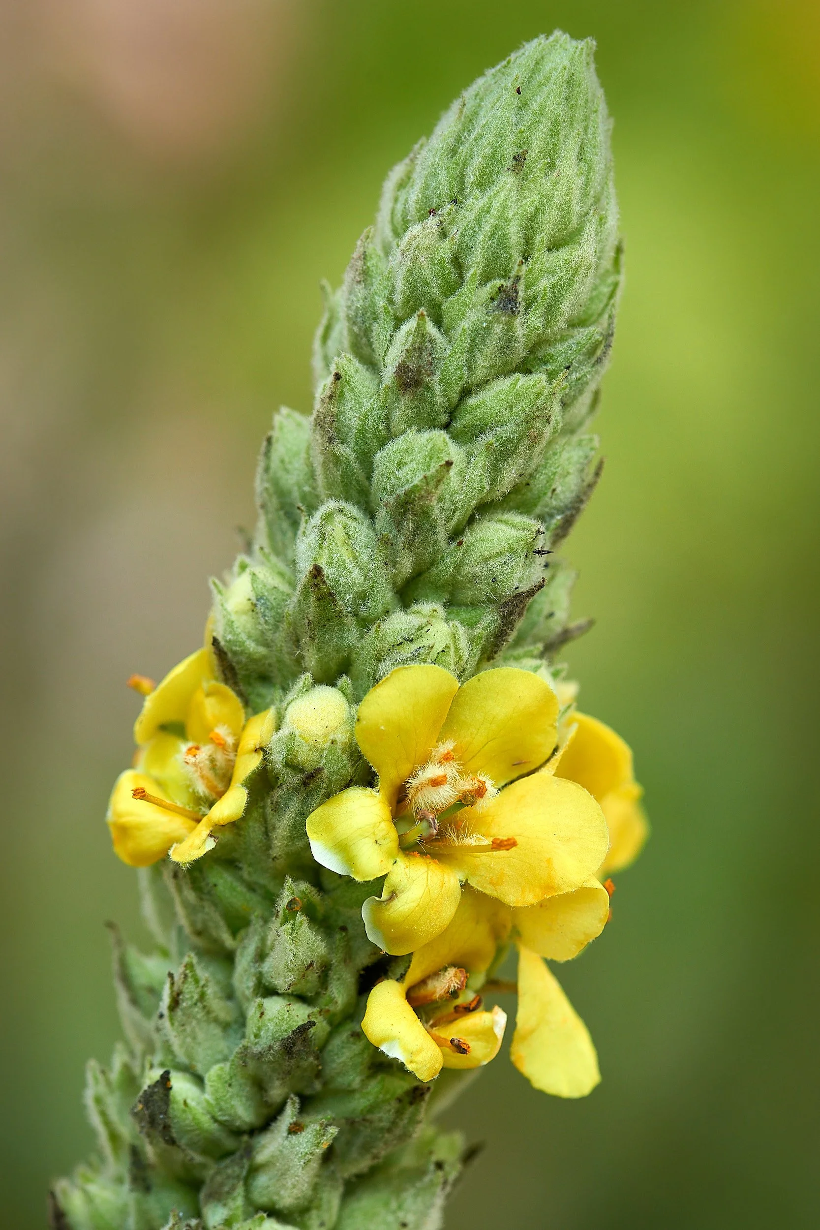 Bowns flower5 V.jpg