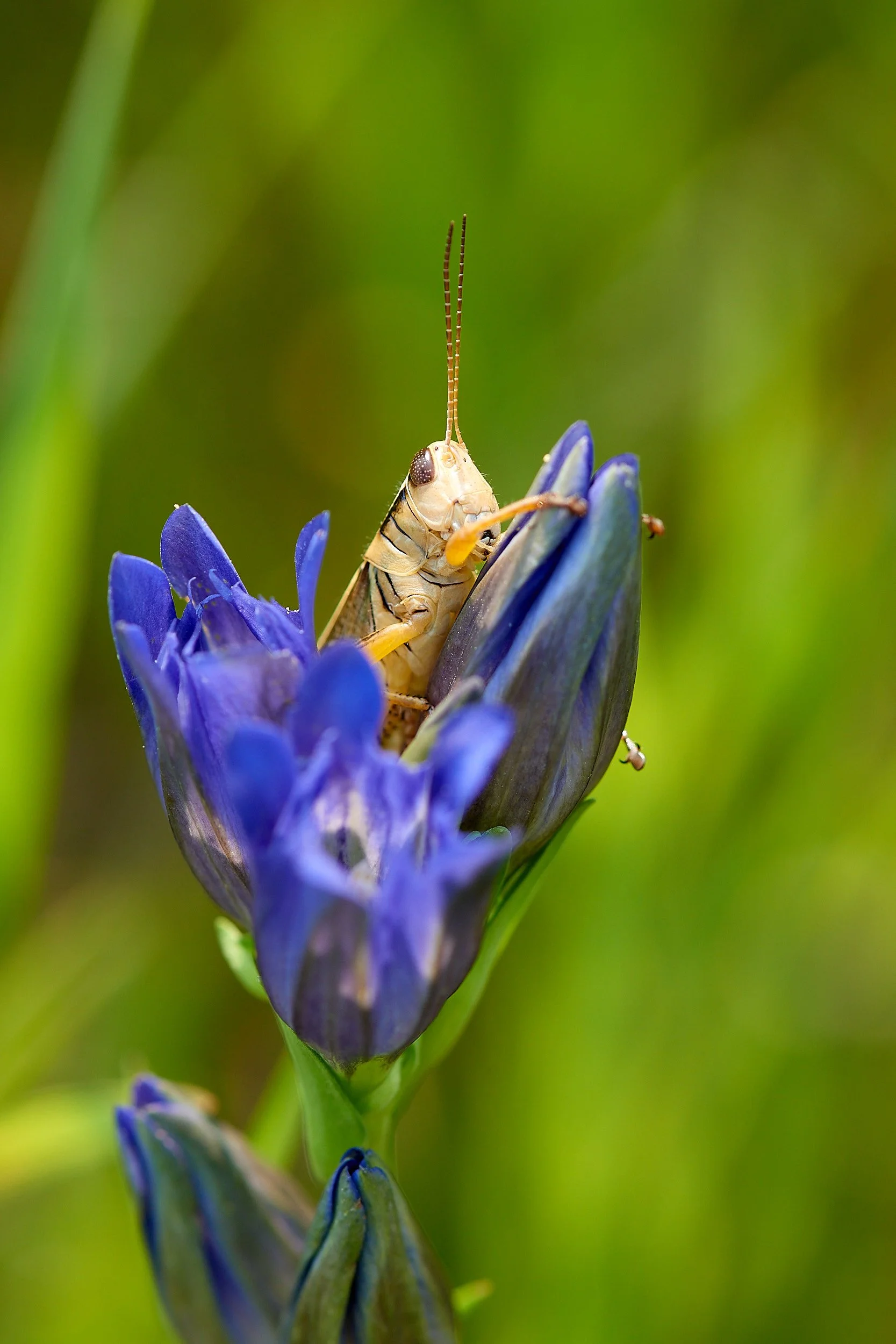 Bowns grasshopper V.jpg