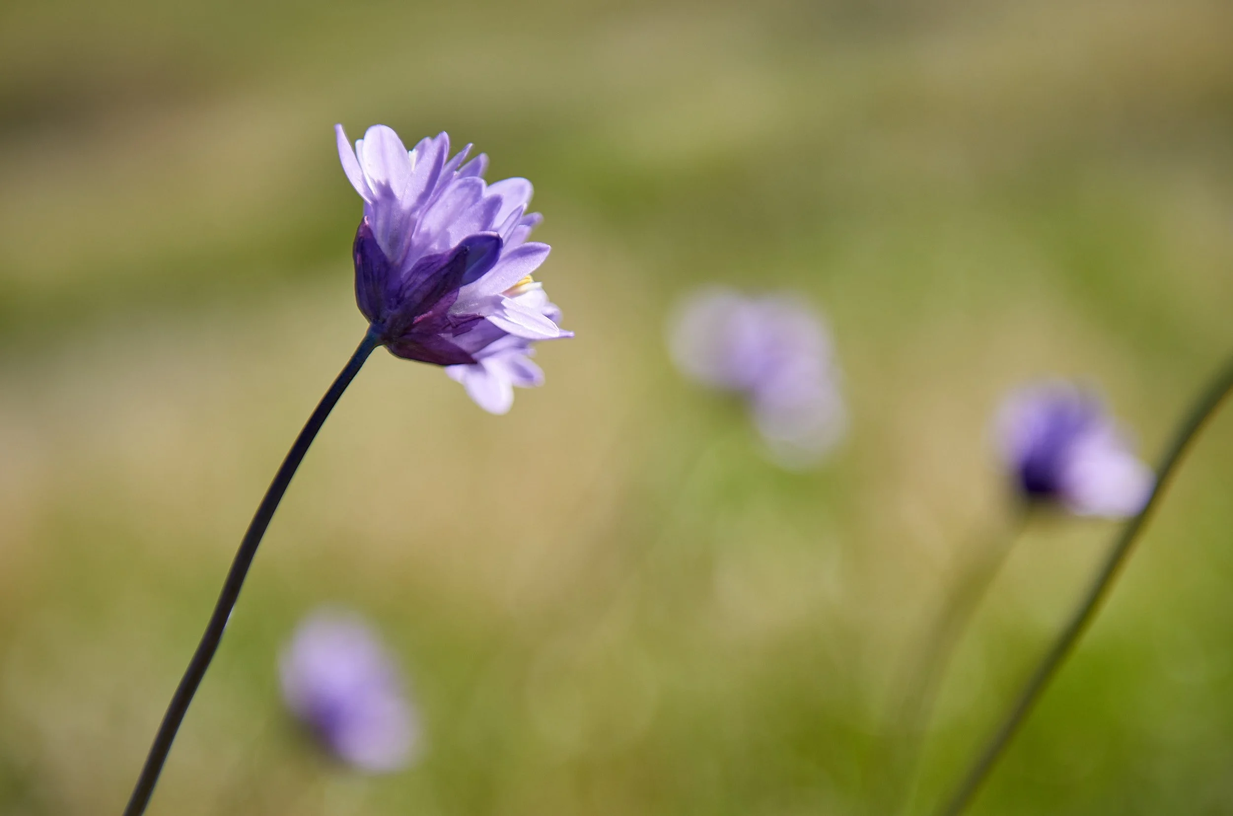 flower1.jpg