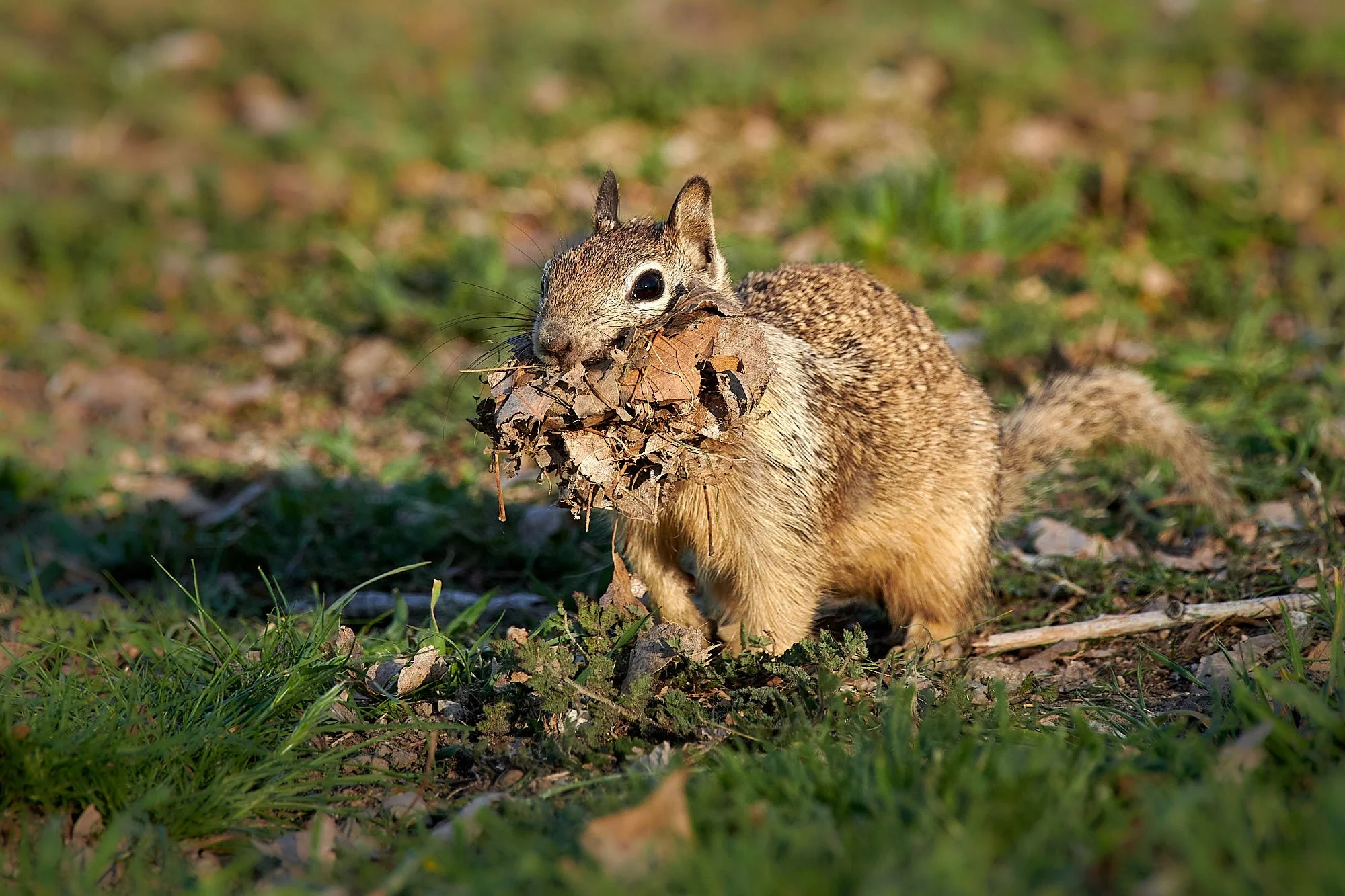 ground squirre1.jpg