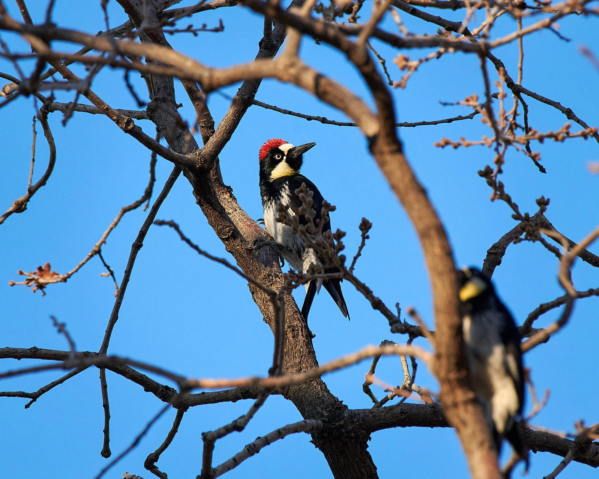 woodpecker1.jpg