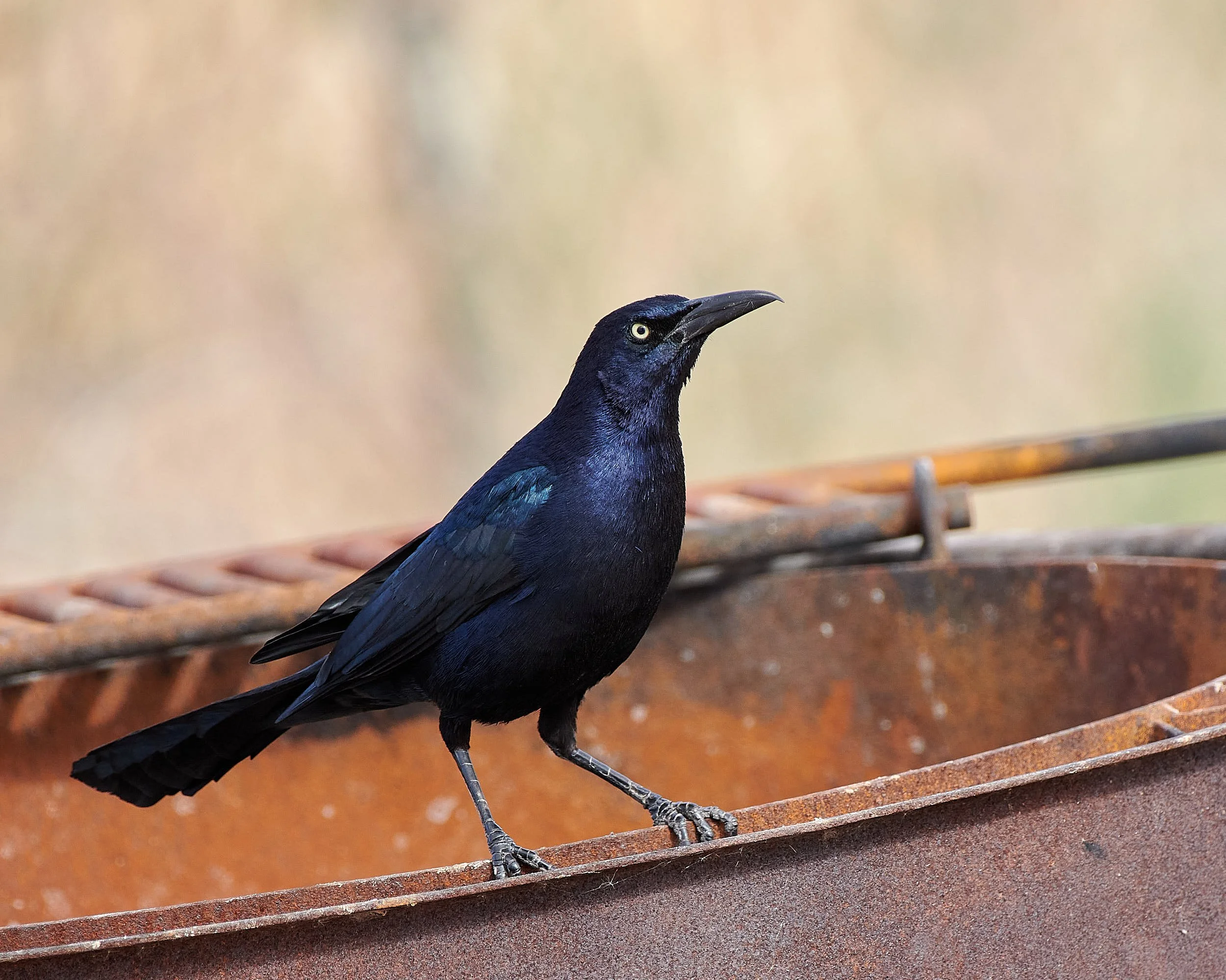 Great-tailed Grackle.jpg