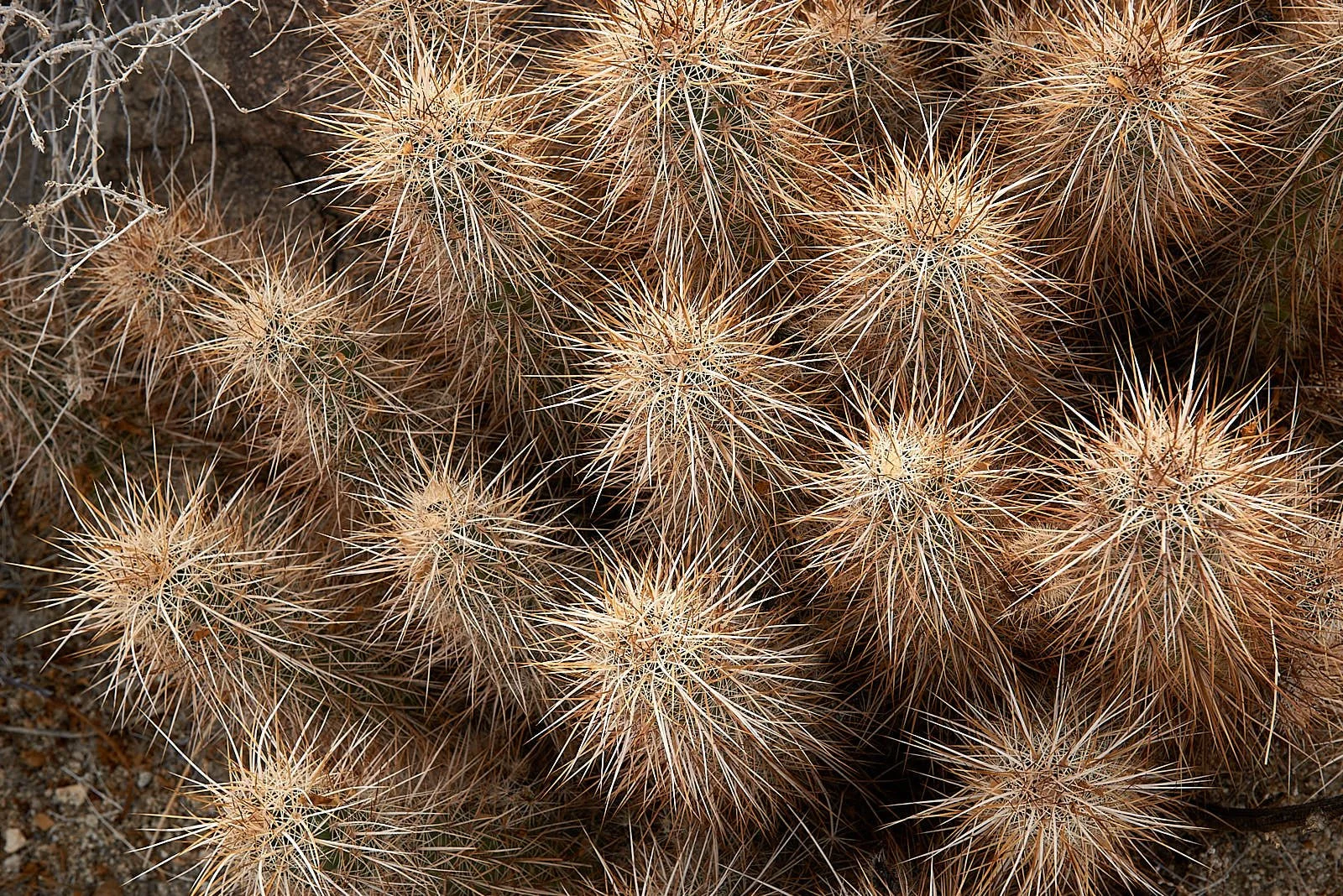plant4.jpg