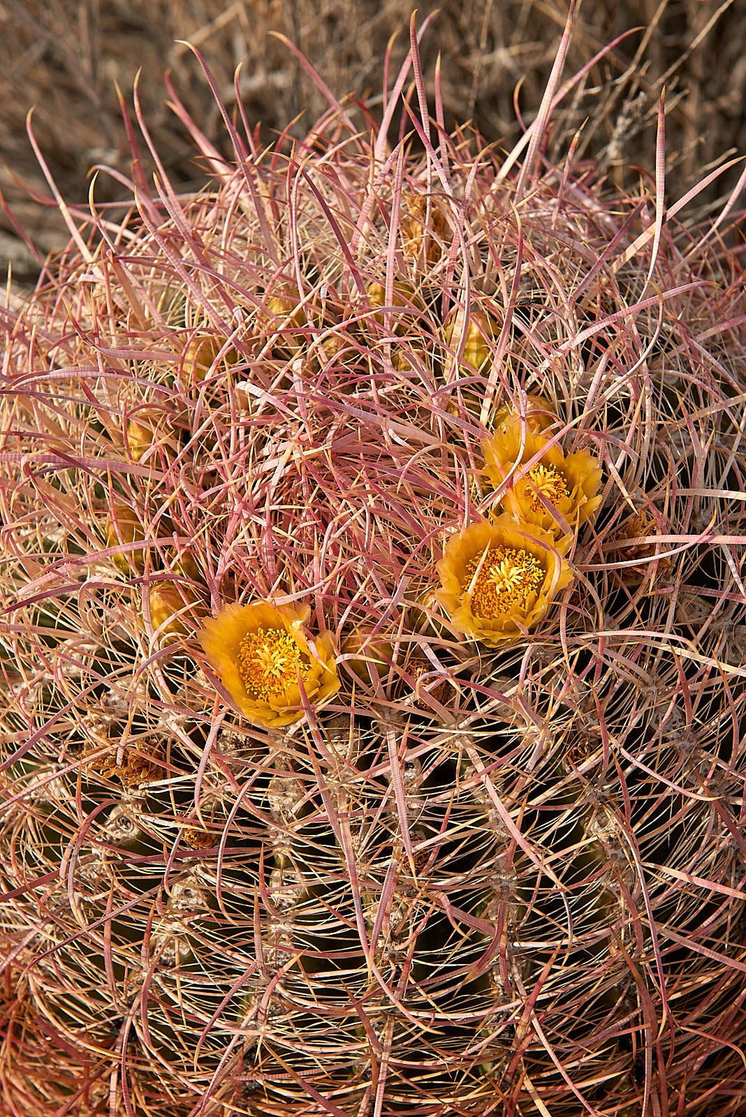 plant9.jpg
