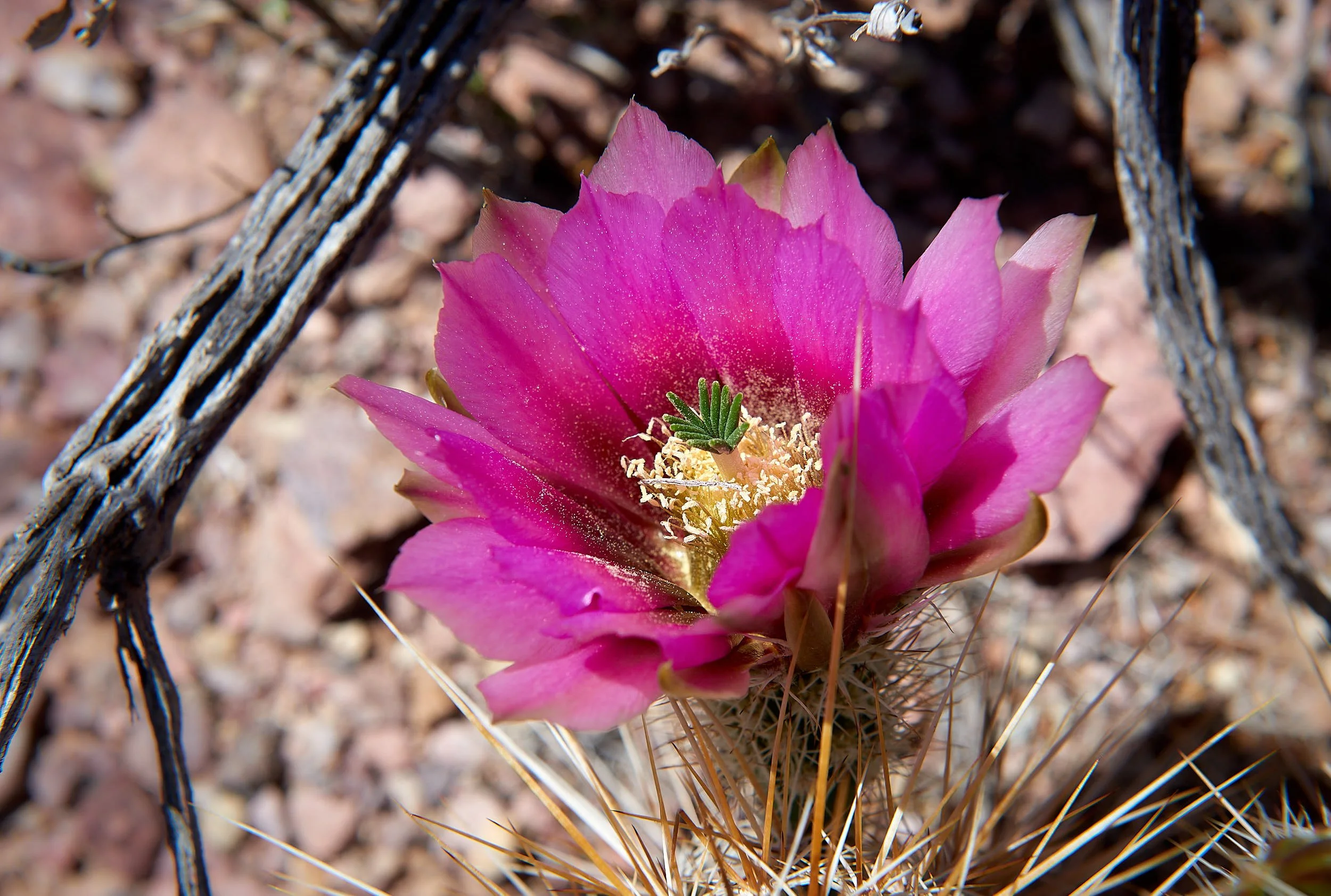 DSC3105.jpg