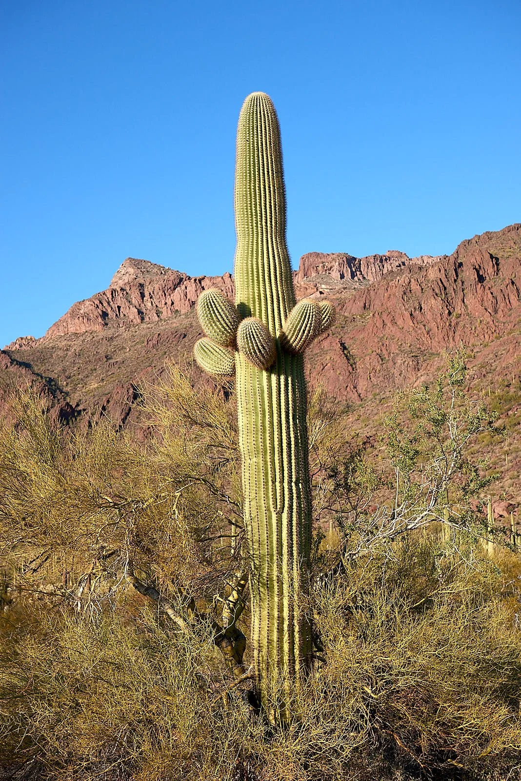 DSC2969.jpg