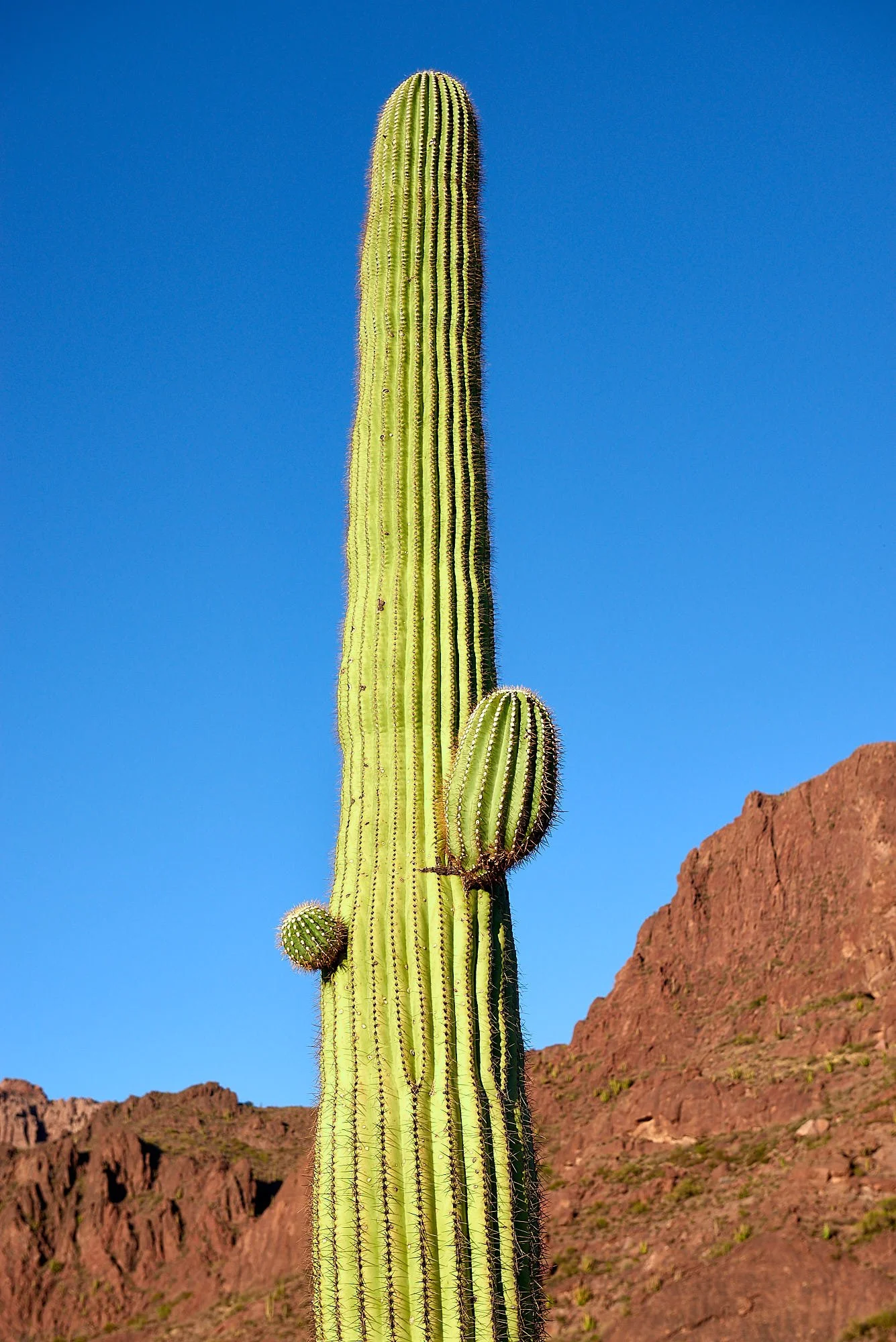 DSC2994.jpg