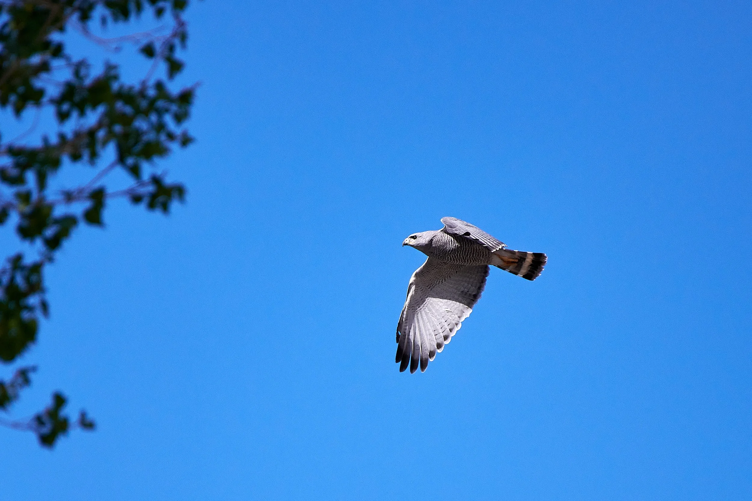 DSC3001.jpg