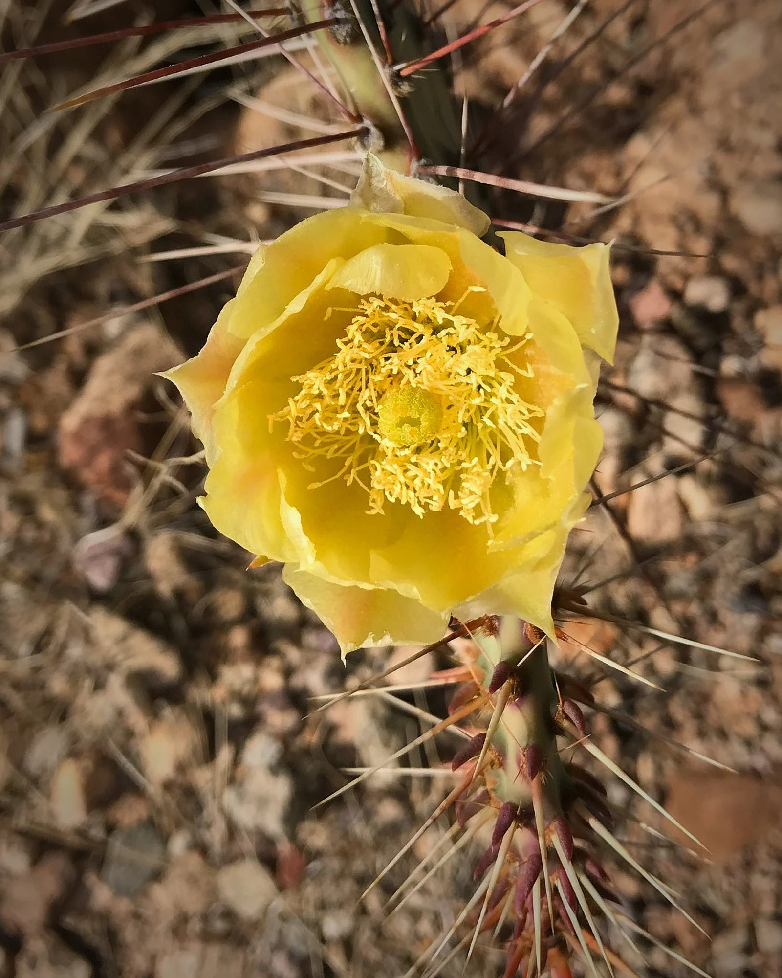 yellow cholla flower edited.jpg