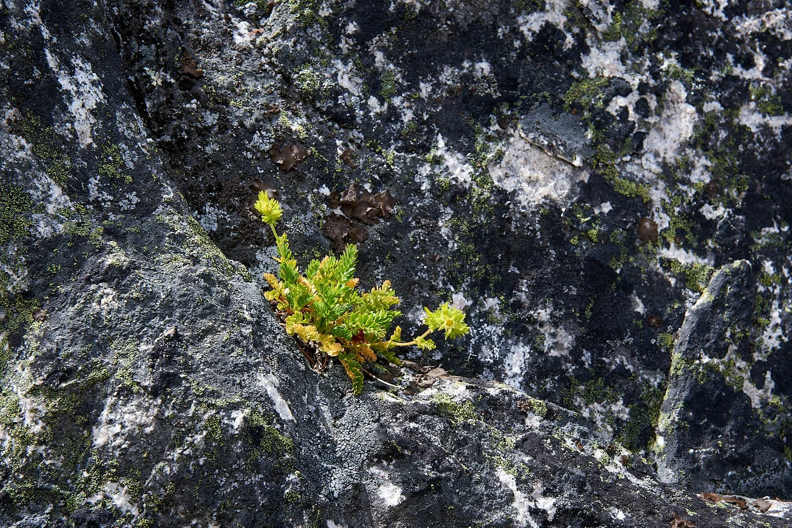 Castle Crags Ivesia.jpg