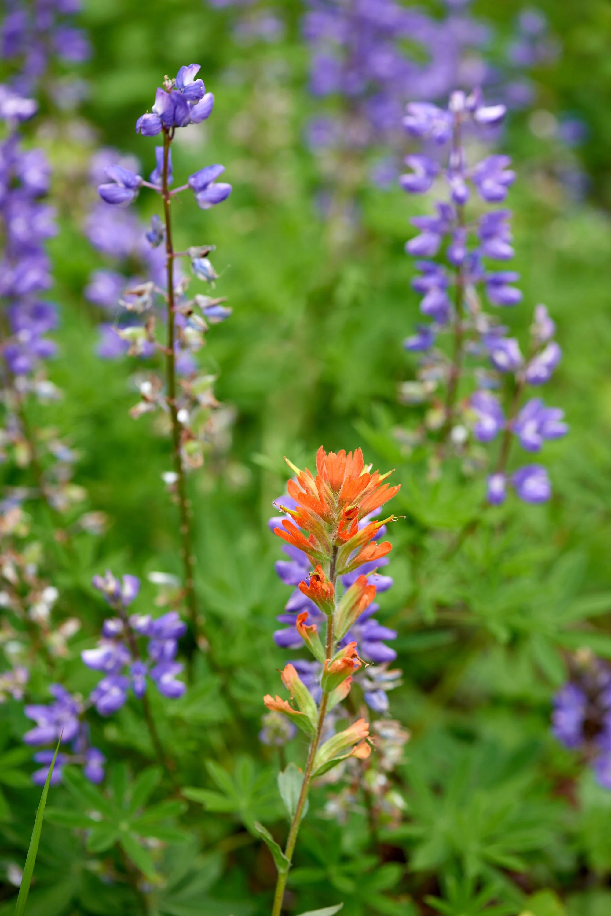 lupine & painbrush V.jpg