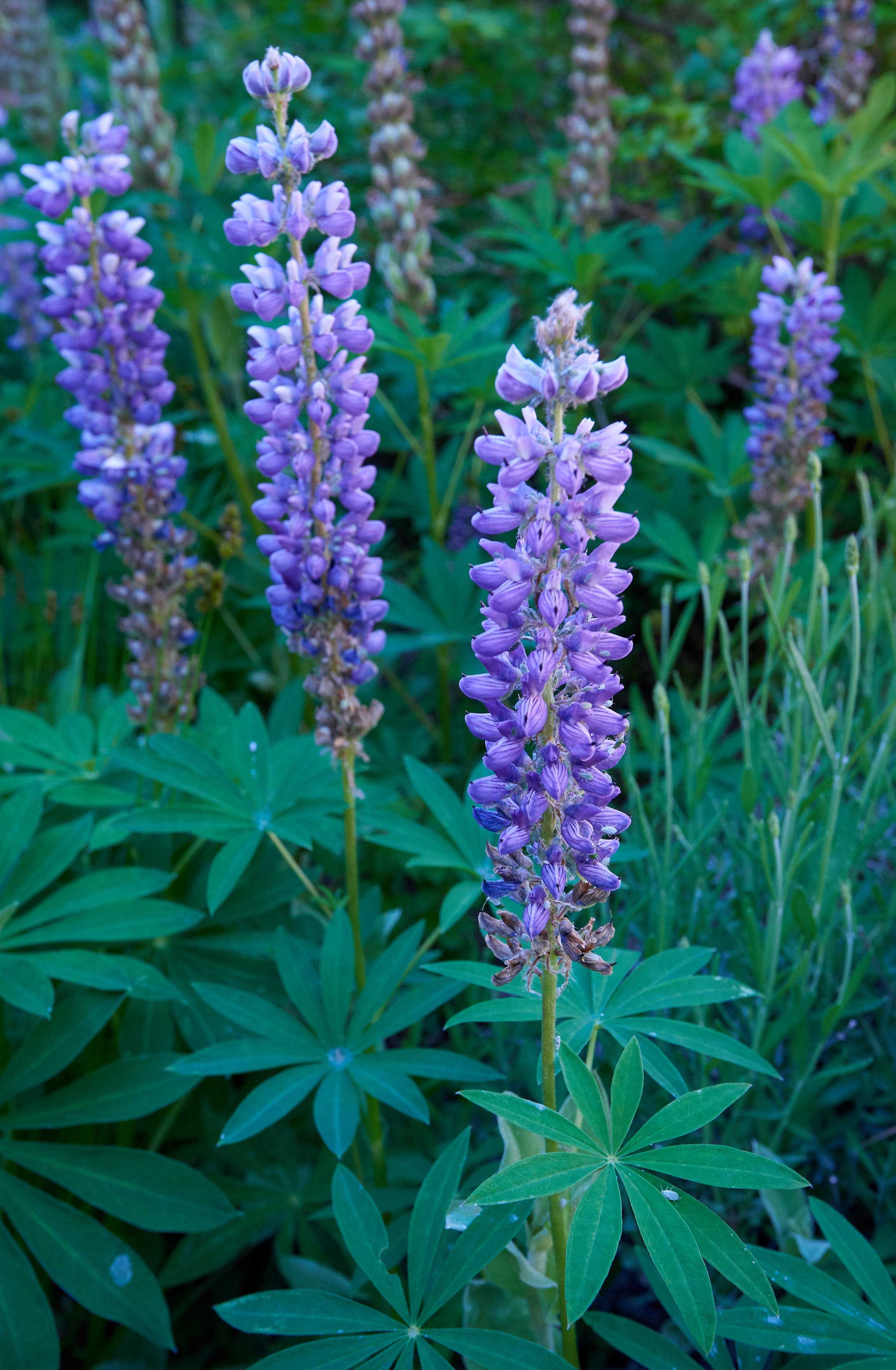 lupine garden V.jpg