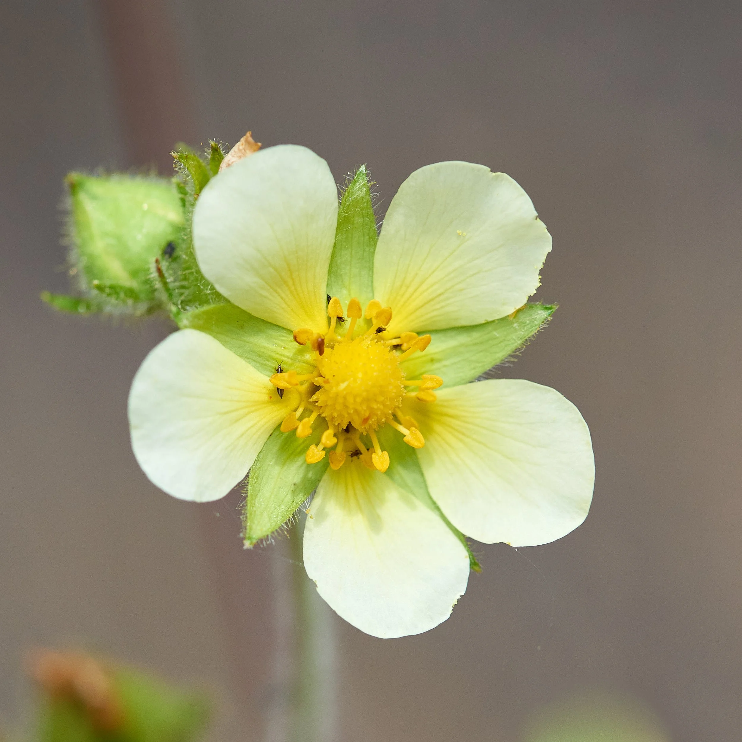 yellow flower V.jpg