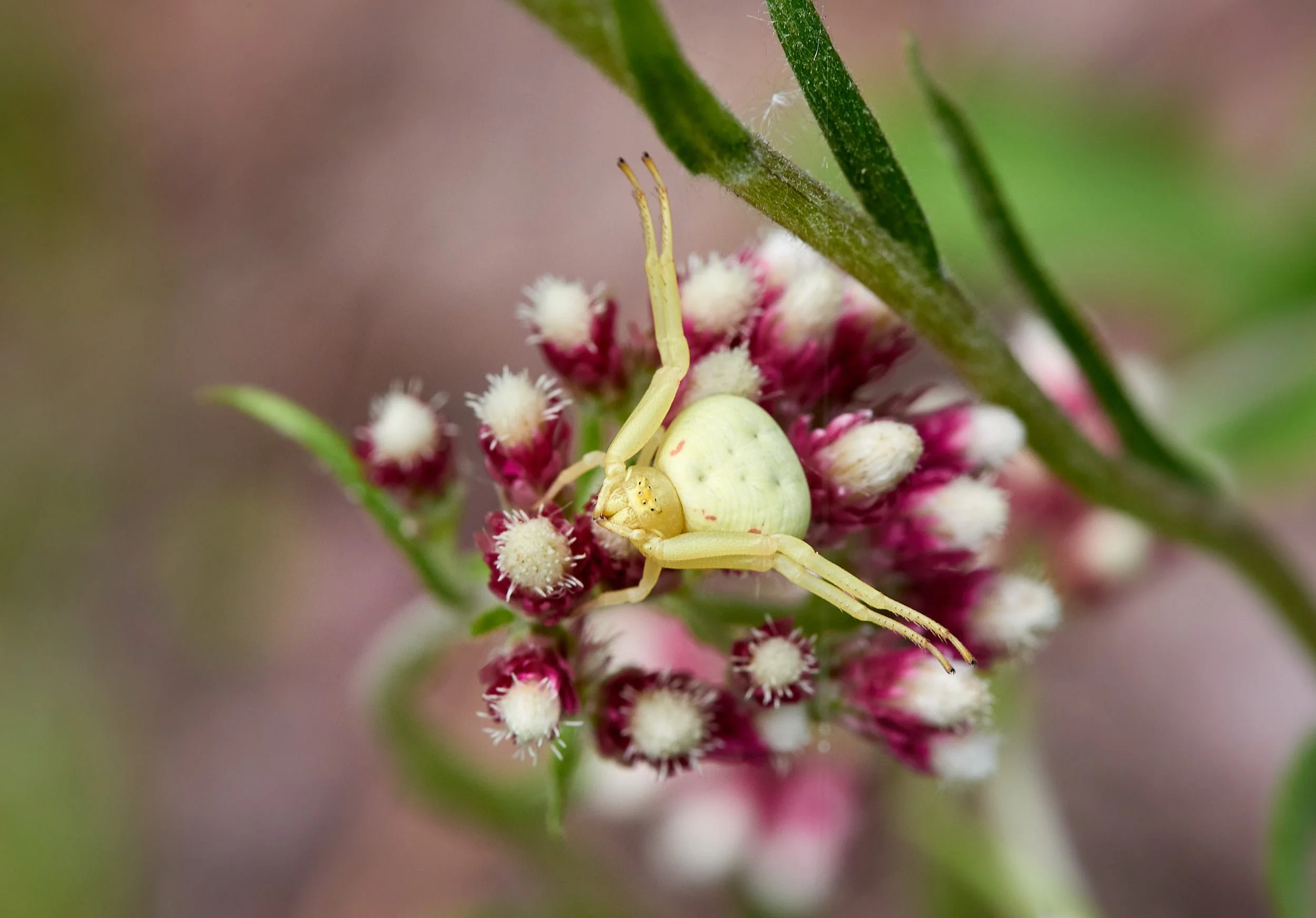 crab spider H.jpg