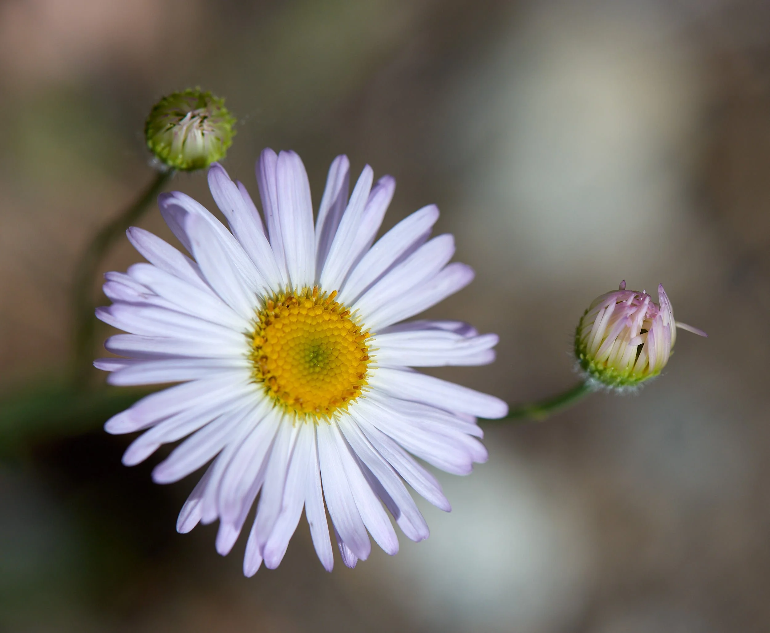 daisy&buds H.jpg