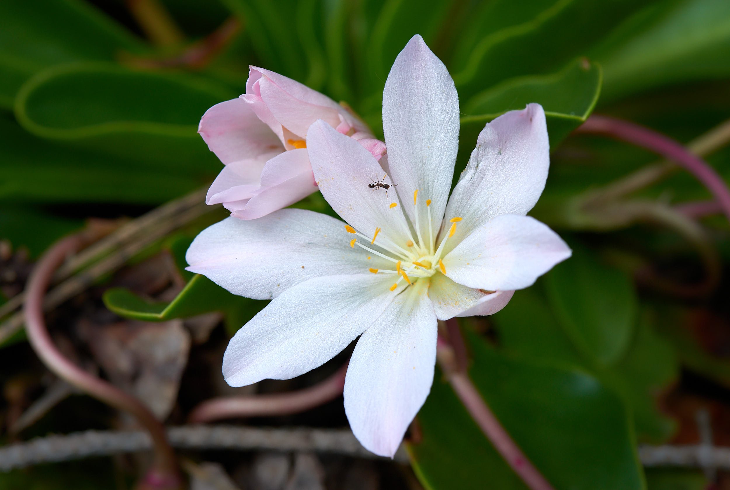 lewisia & ant H.jpg
