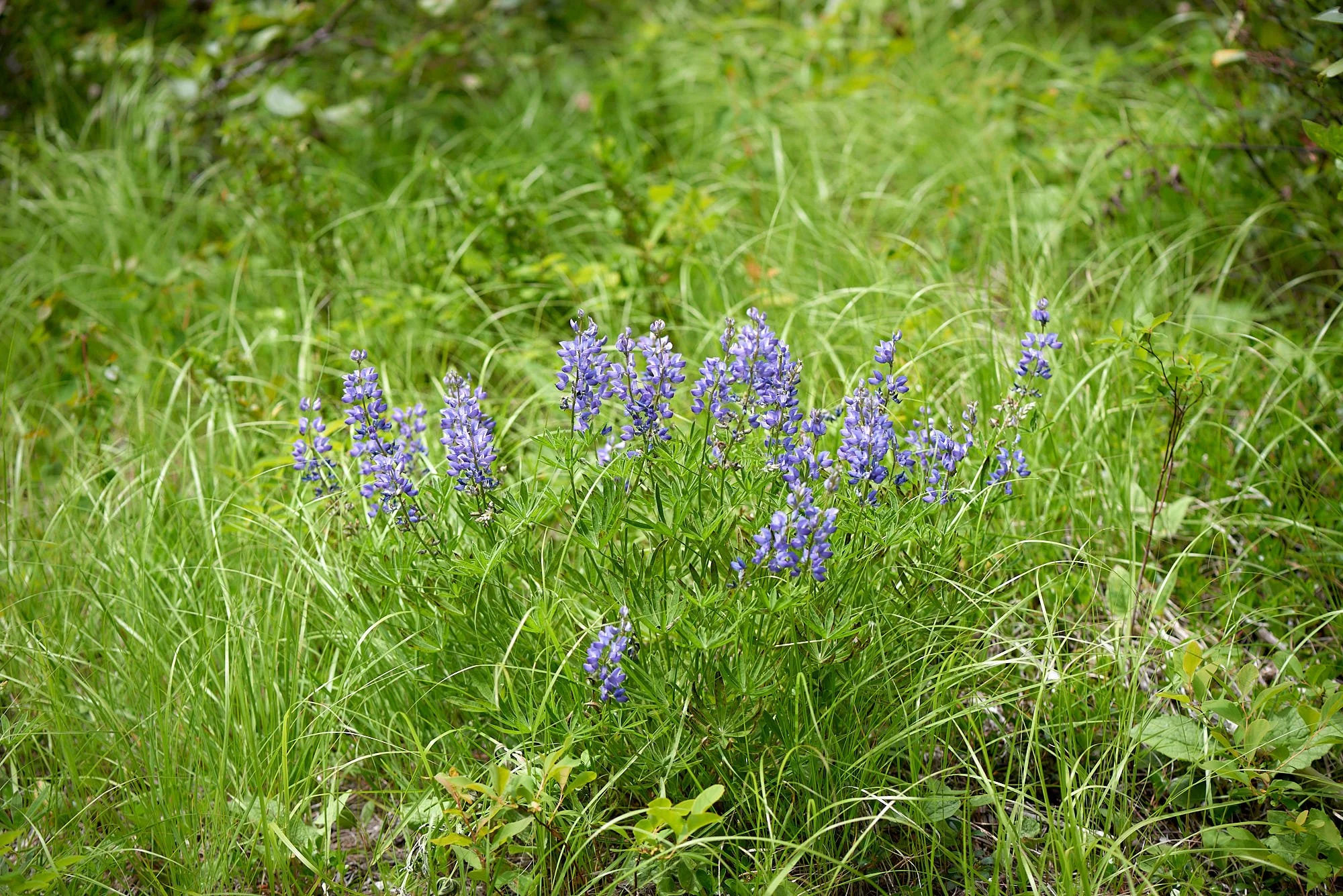 lupine bunch H.jpg