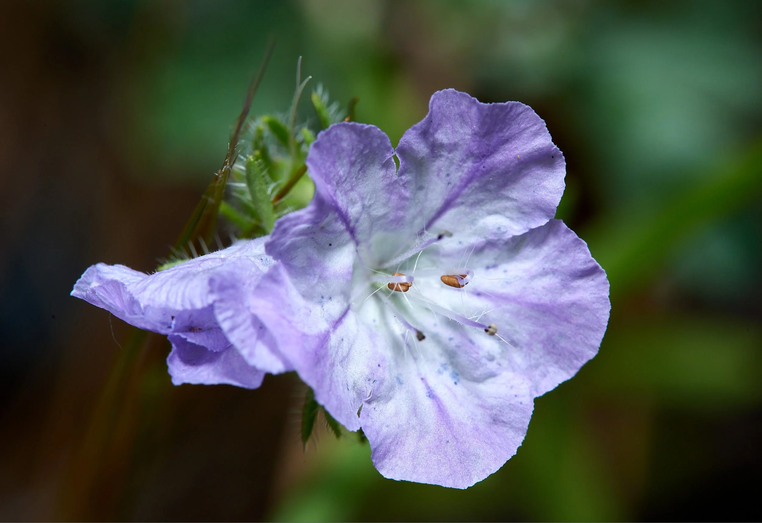 phacelia H.jpg