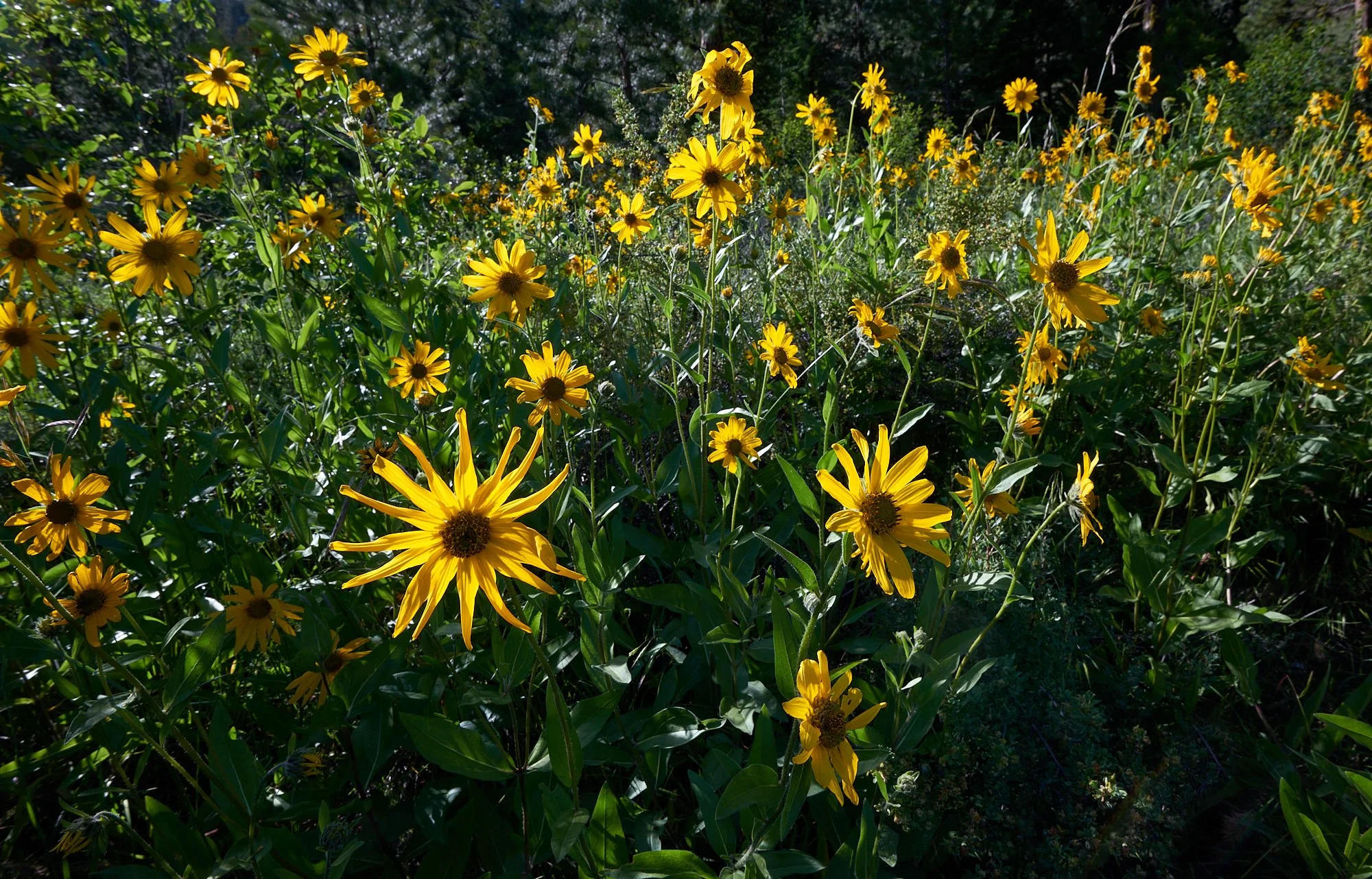 sunflowers H.jpg