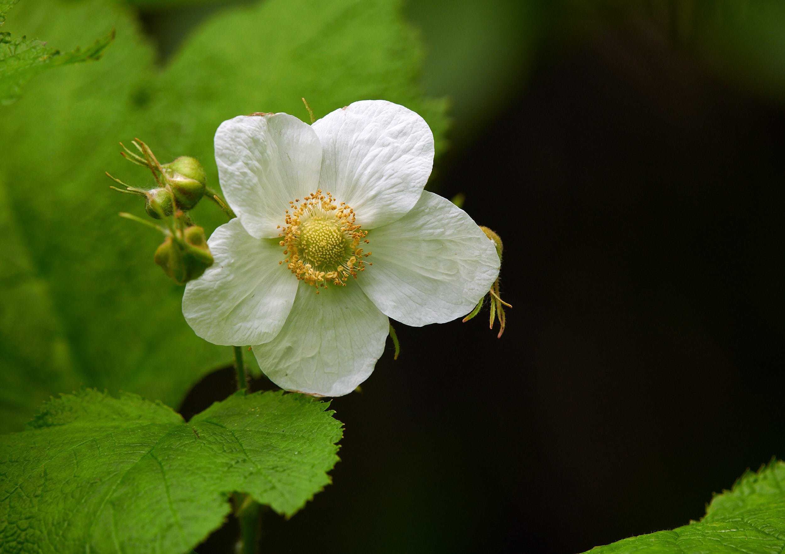 thimble flower H.jpg