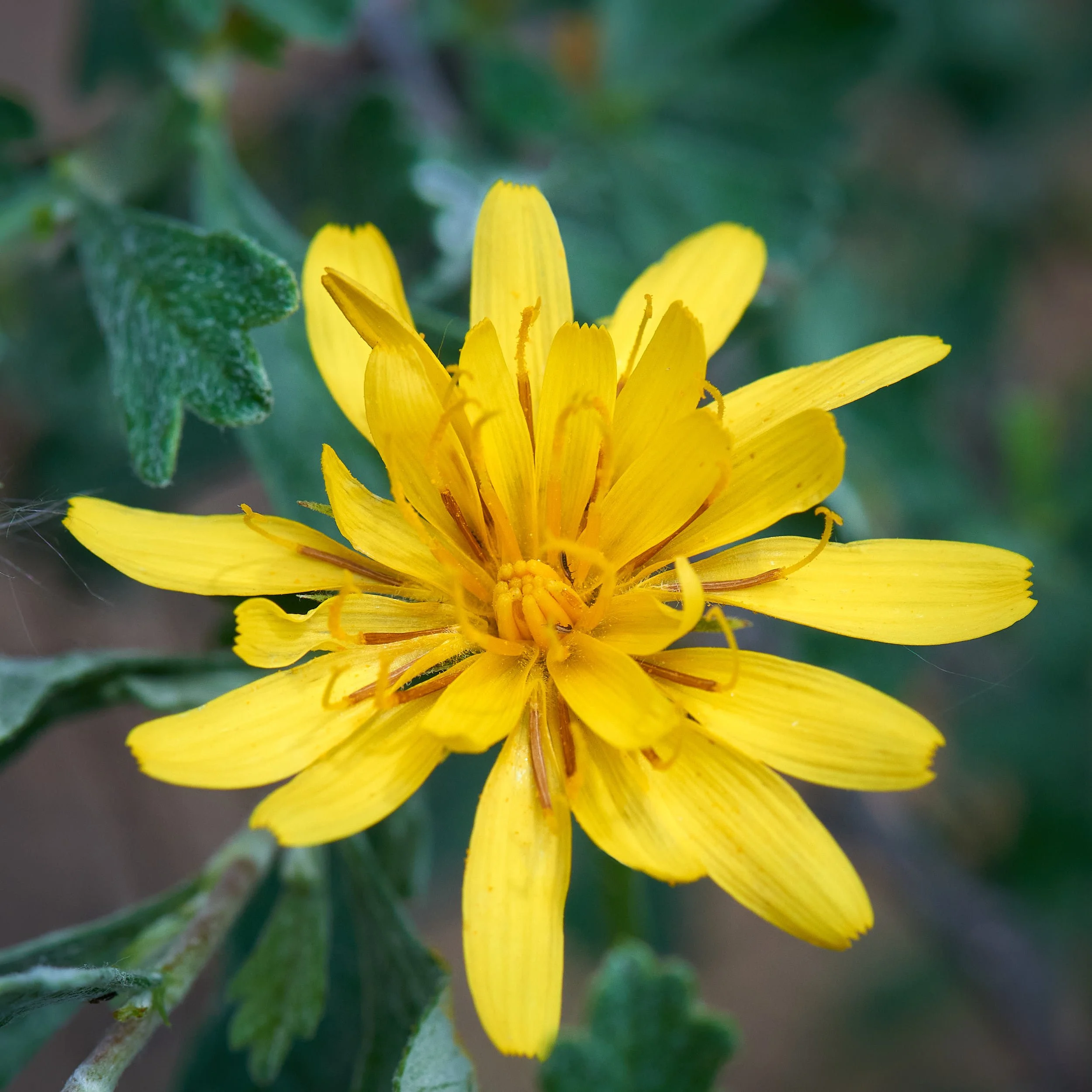 yellow aster 1 S.jpg
