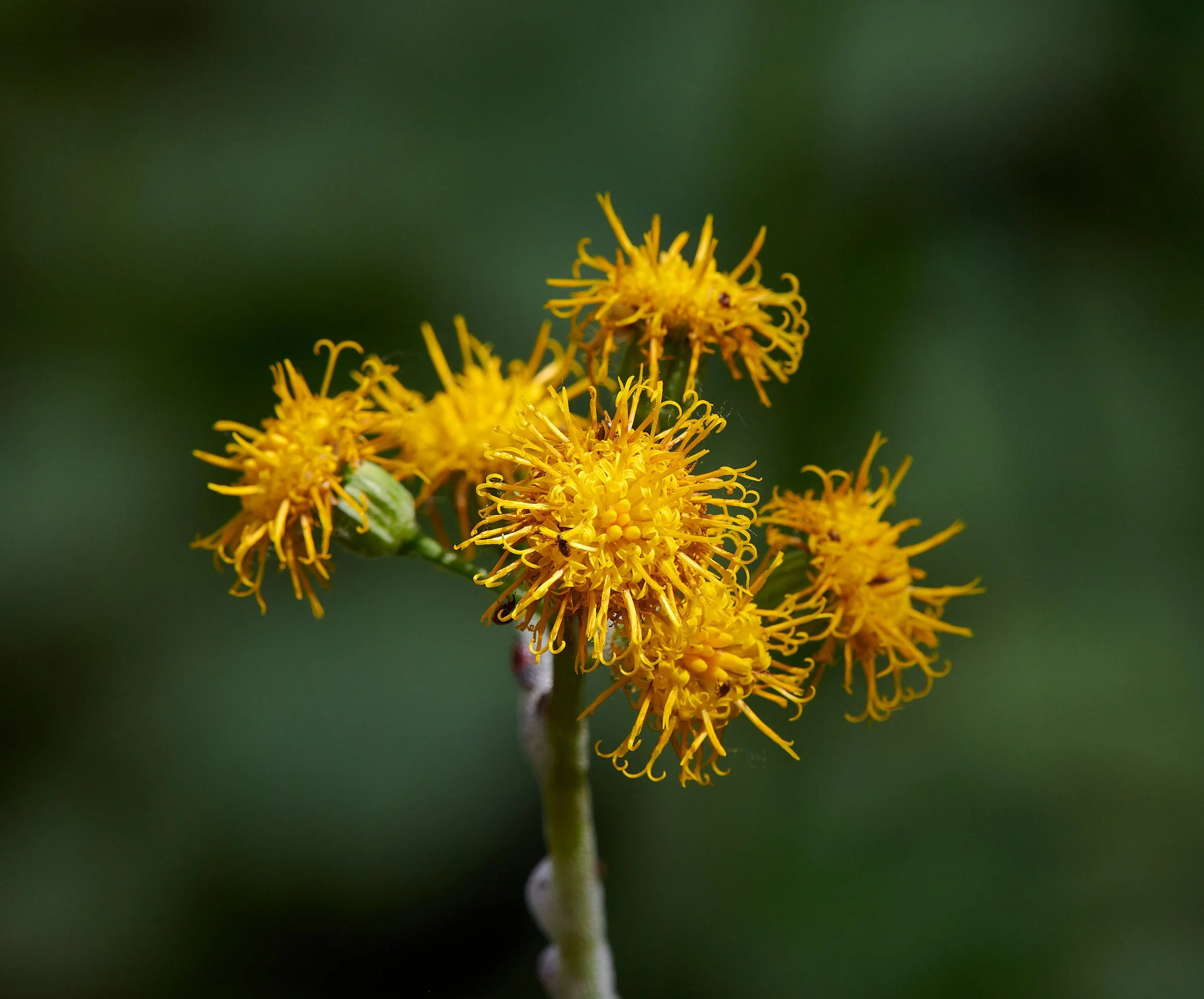 yellow aster H.jpg