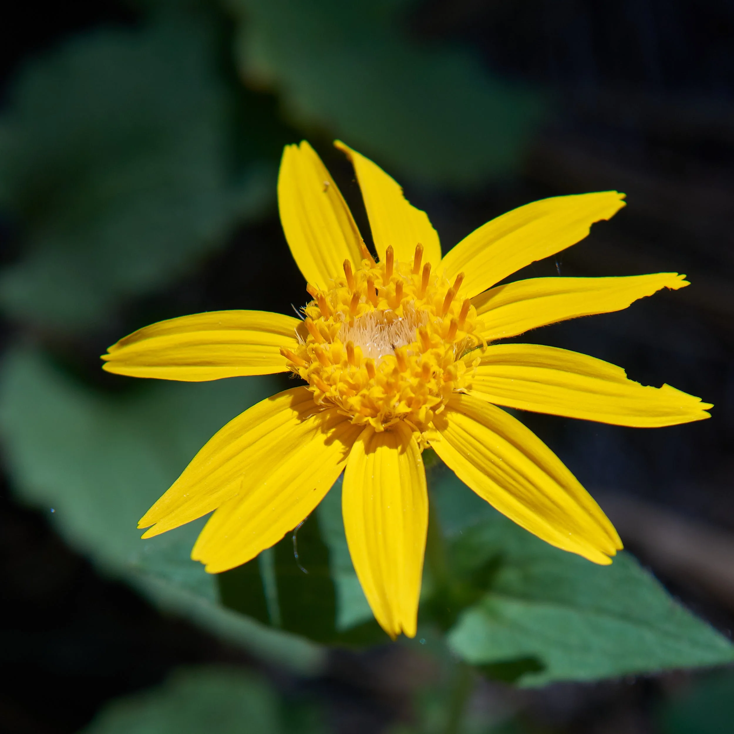yellow sunflower S.jpg