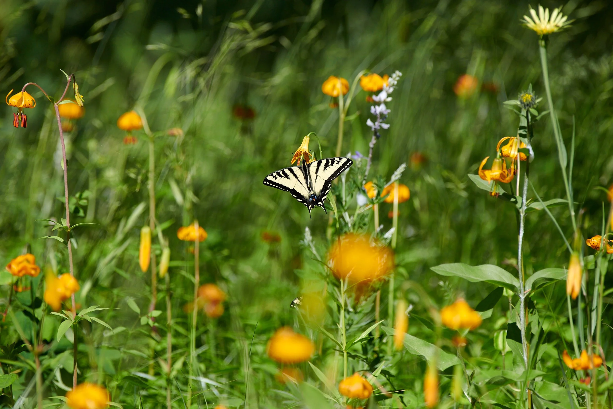 Butterfly2 H.jpg