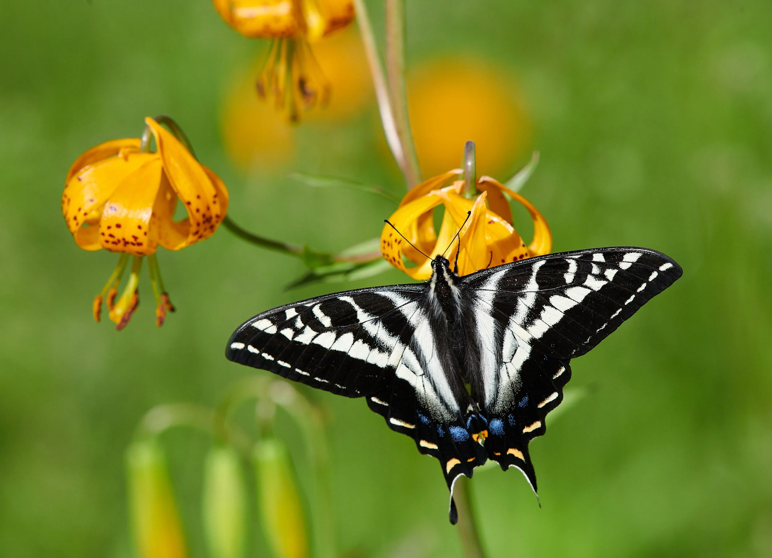 Butterfly4 H.jpg