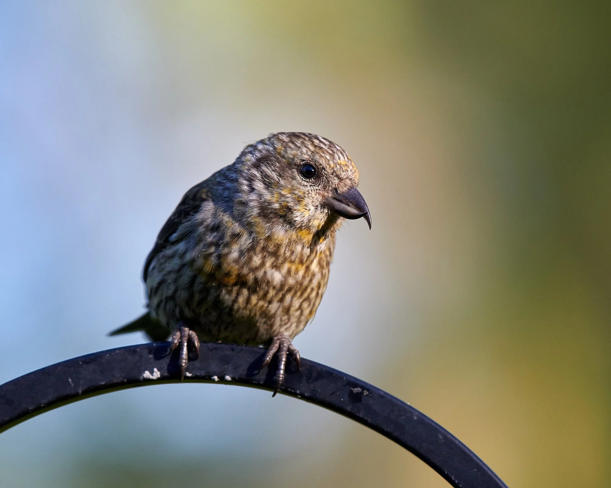 crossbill1 H.jpg