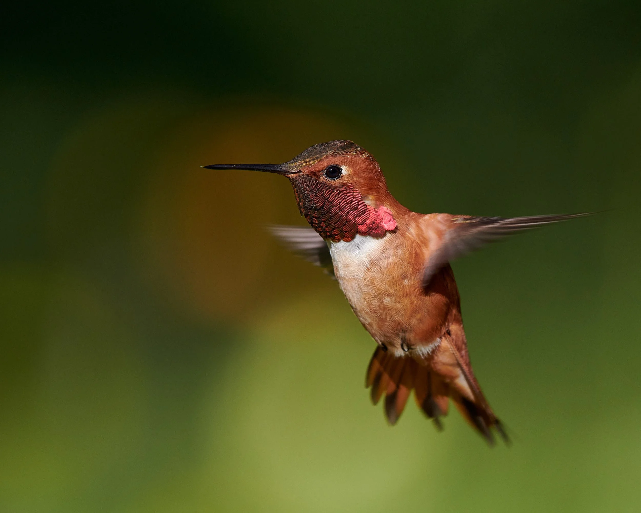 Hummer6 H.jpg